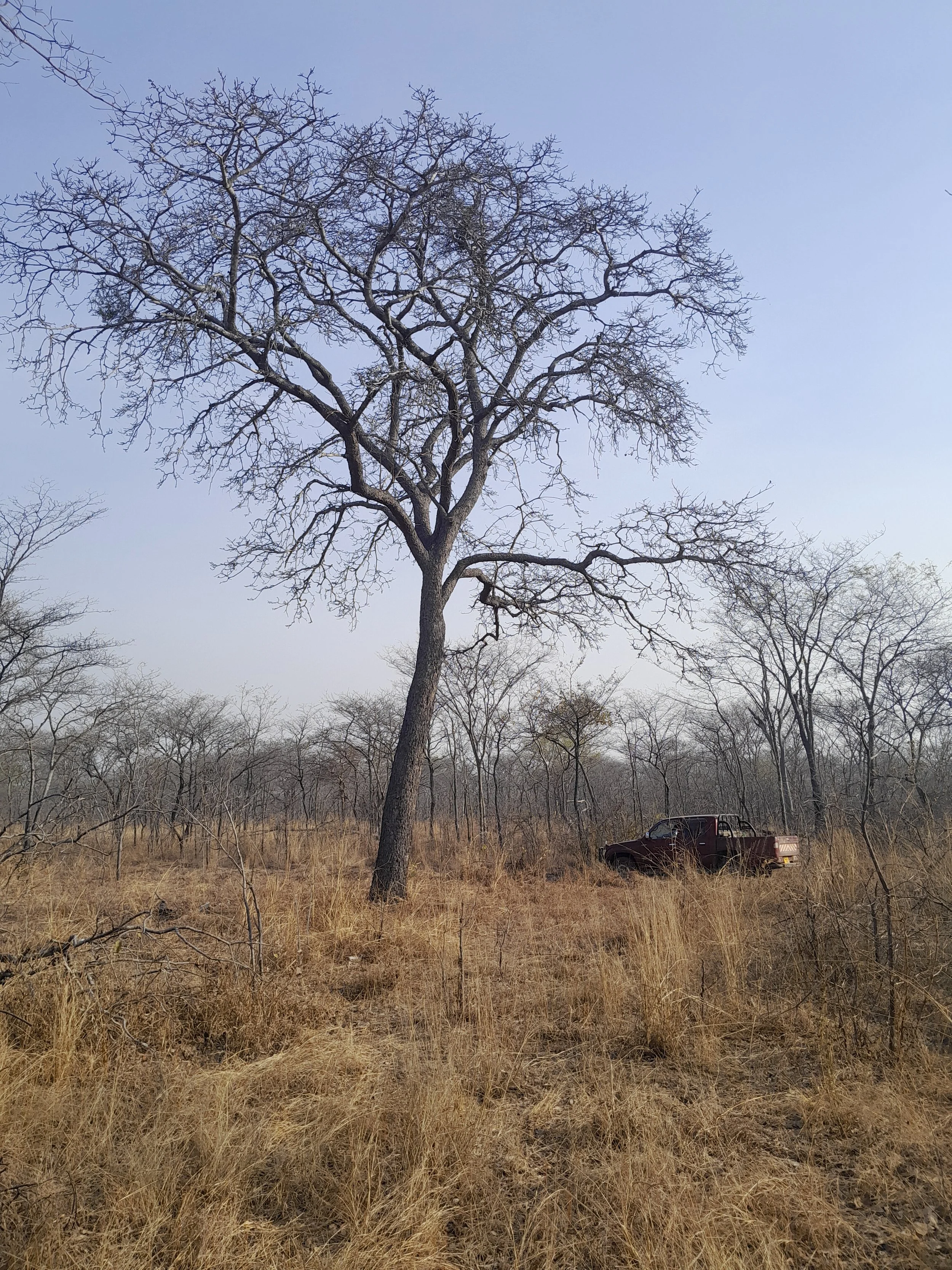 A leafless tree in a dry grassy field with a red pickup truck partially visible on the right side, under a clear blue sky.