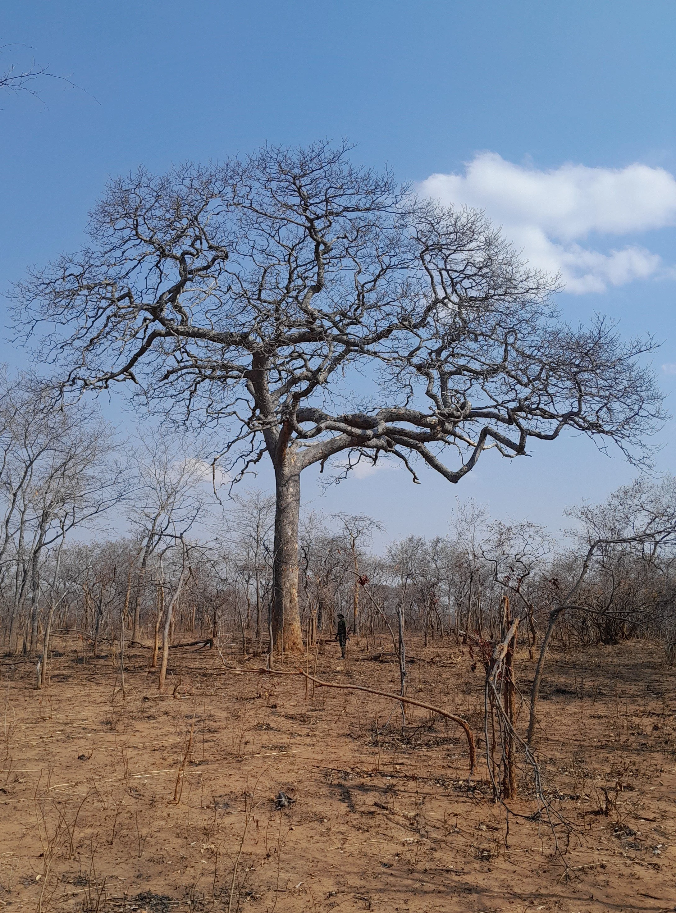 A large leafless tree in a dry, barren landscape with smaller trees and a person walking in the distance. The sky is blue with some clouds.