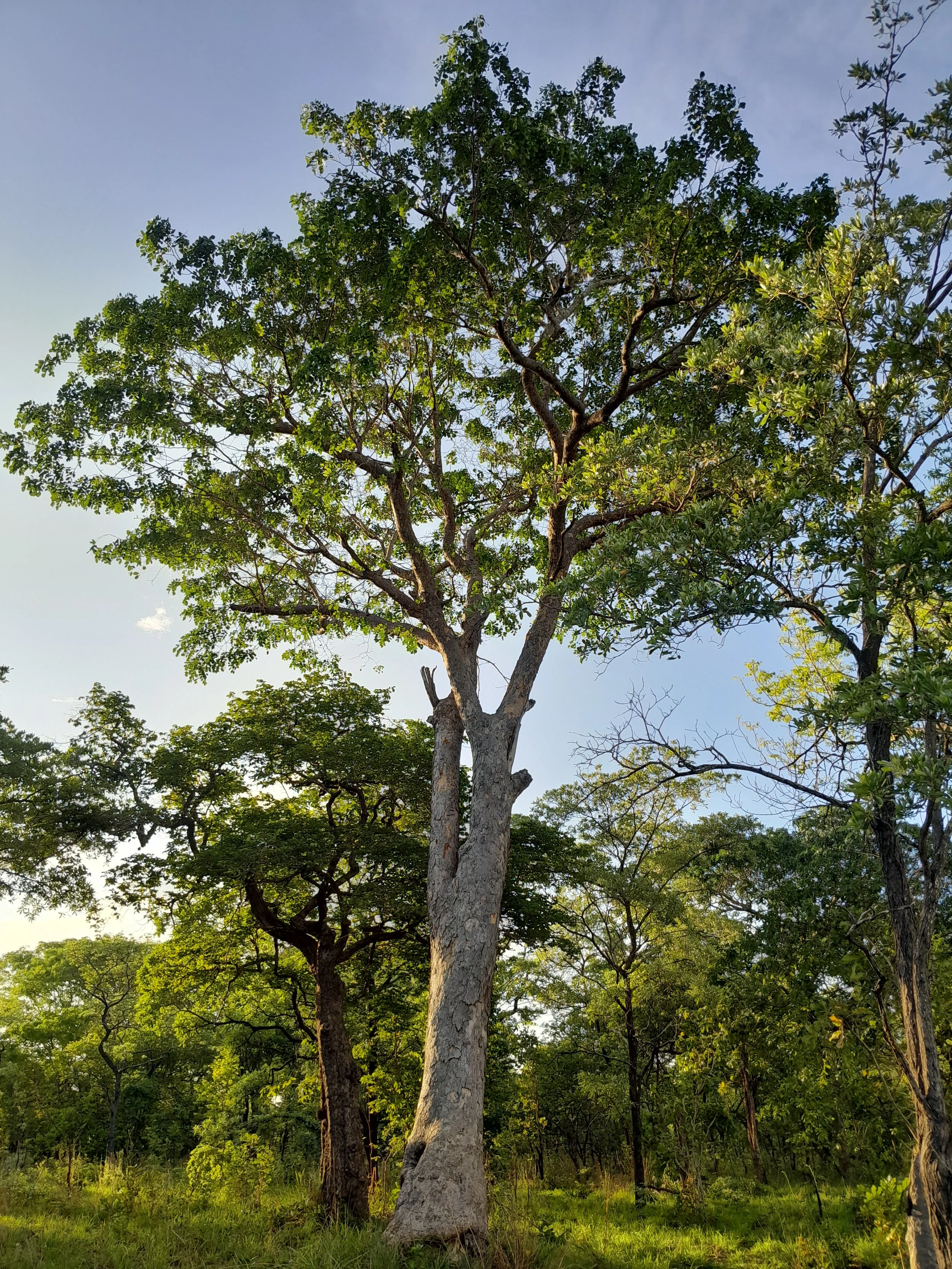 Tall tree with a thick trunk and green foliage in a forest with smaller trees and grass at the base, under a blue sky with some clouds.