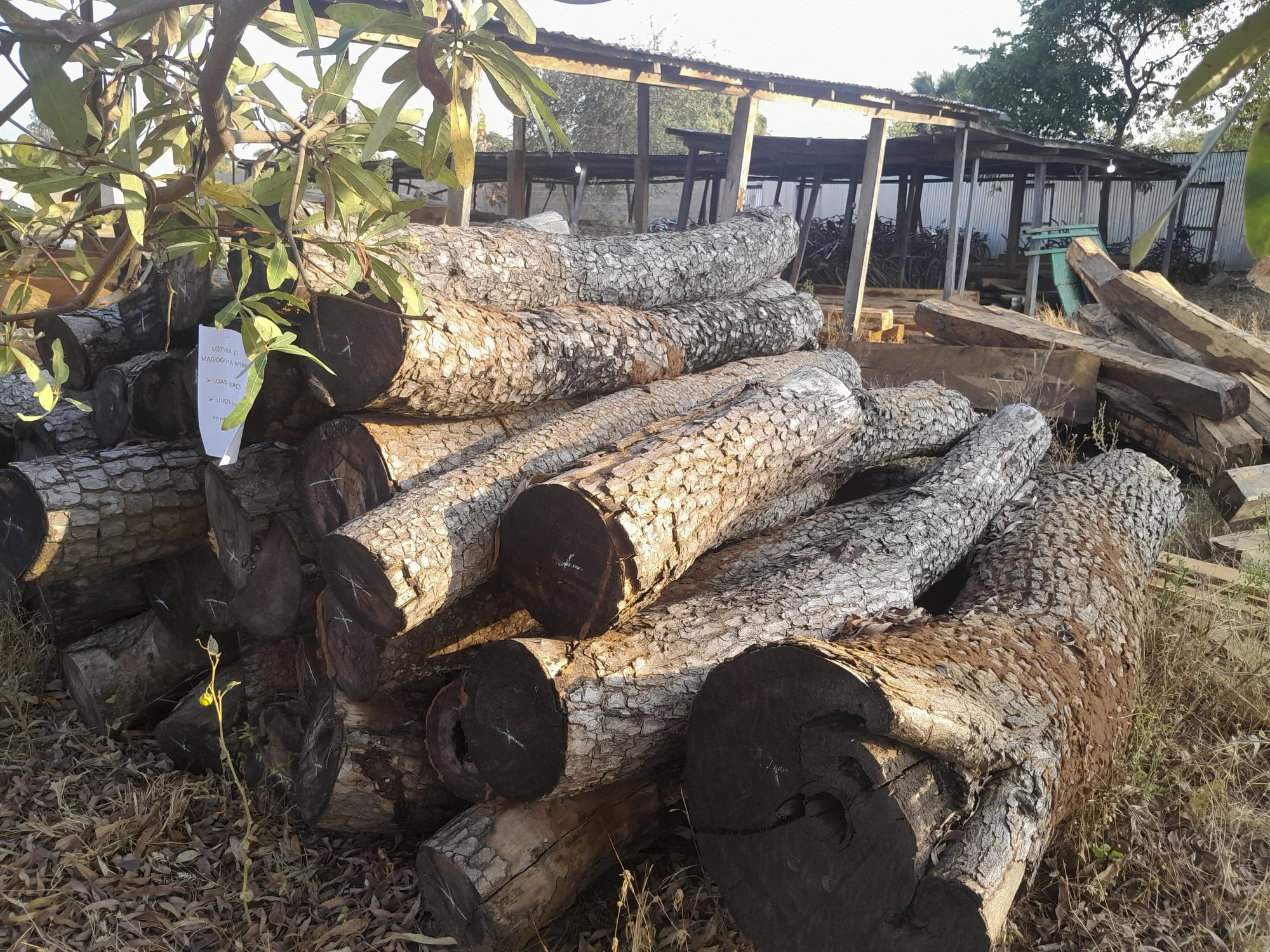 Piles of cut logs stacked outside a wood shed with trees and a fence in the background.