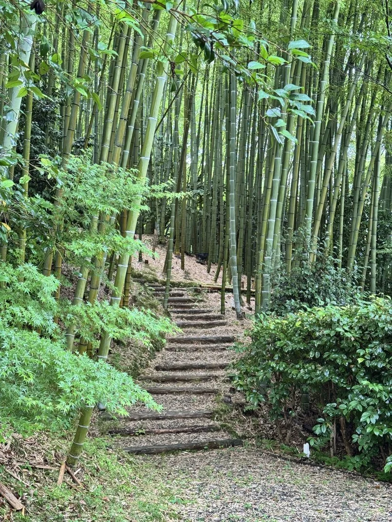 A path with wooden steps ascending through a lush bamboo forest with green foliage.