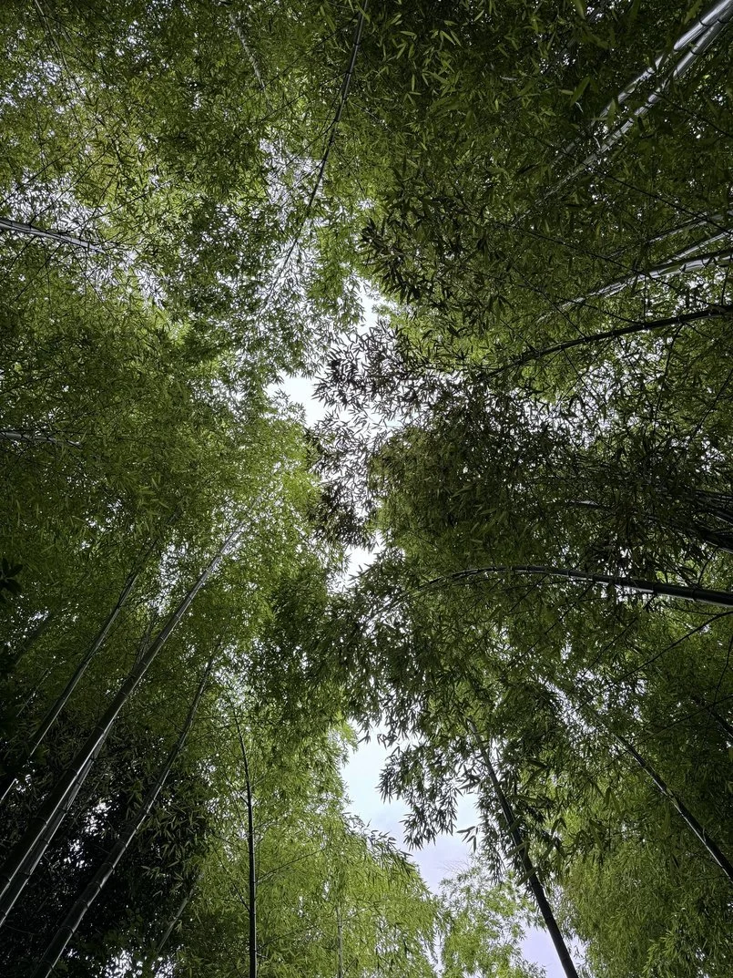 Looking up at a dense bamboo forest canopy with green leaves and tall bamboo stalks against a partly cloudy sky.