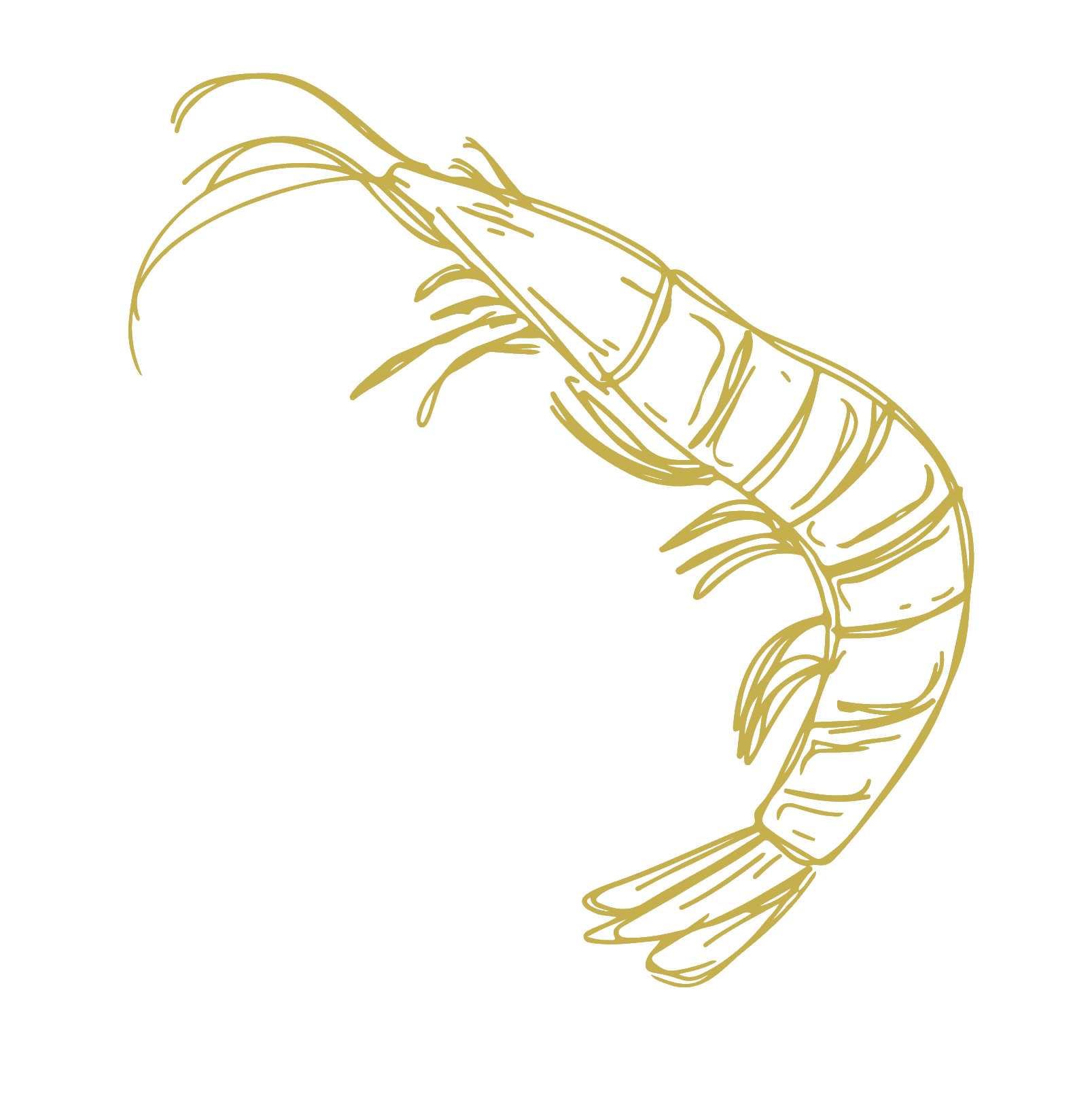A line drawing of a shrimp with a curved body and detailed exoskeleton, rendered in gold against a black background.