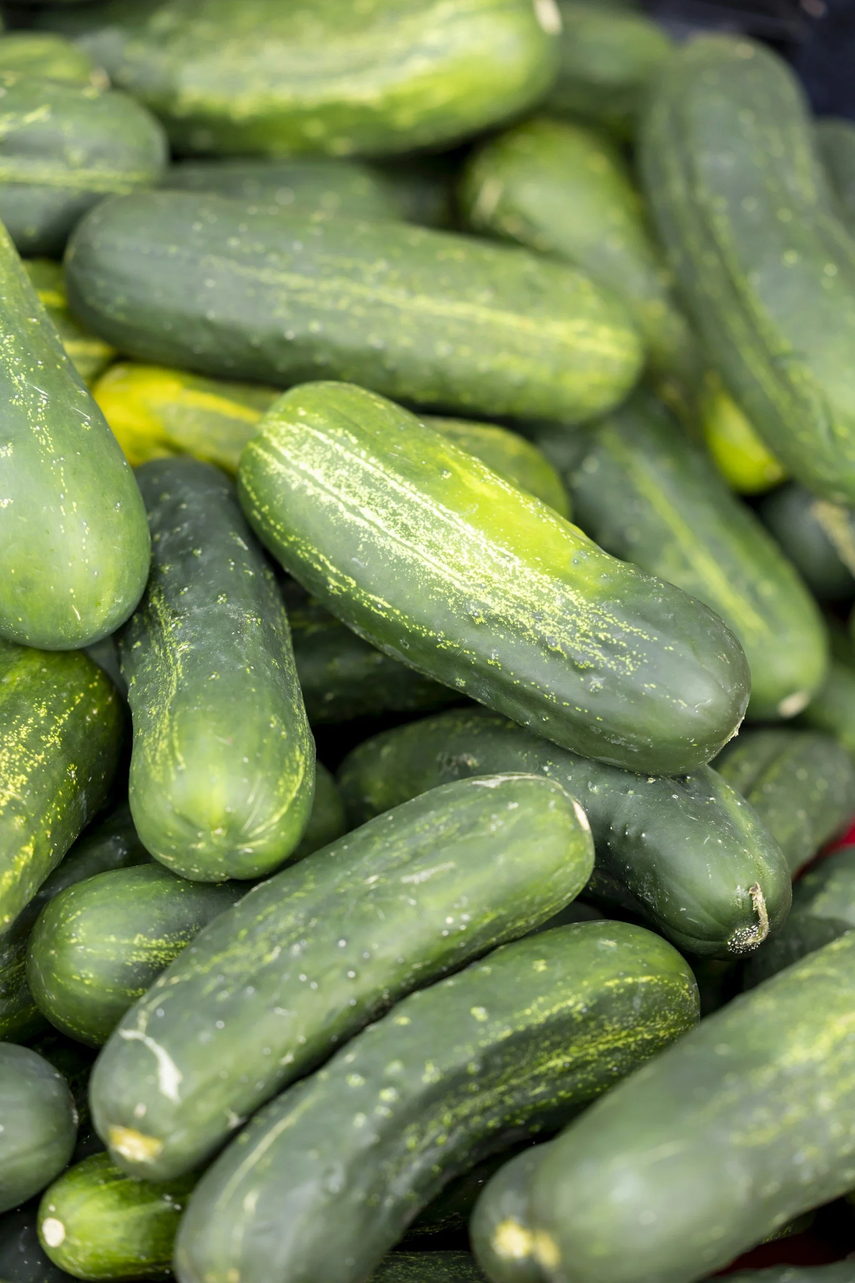 Close-up of fresh cucumbers stacked together.
