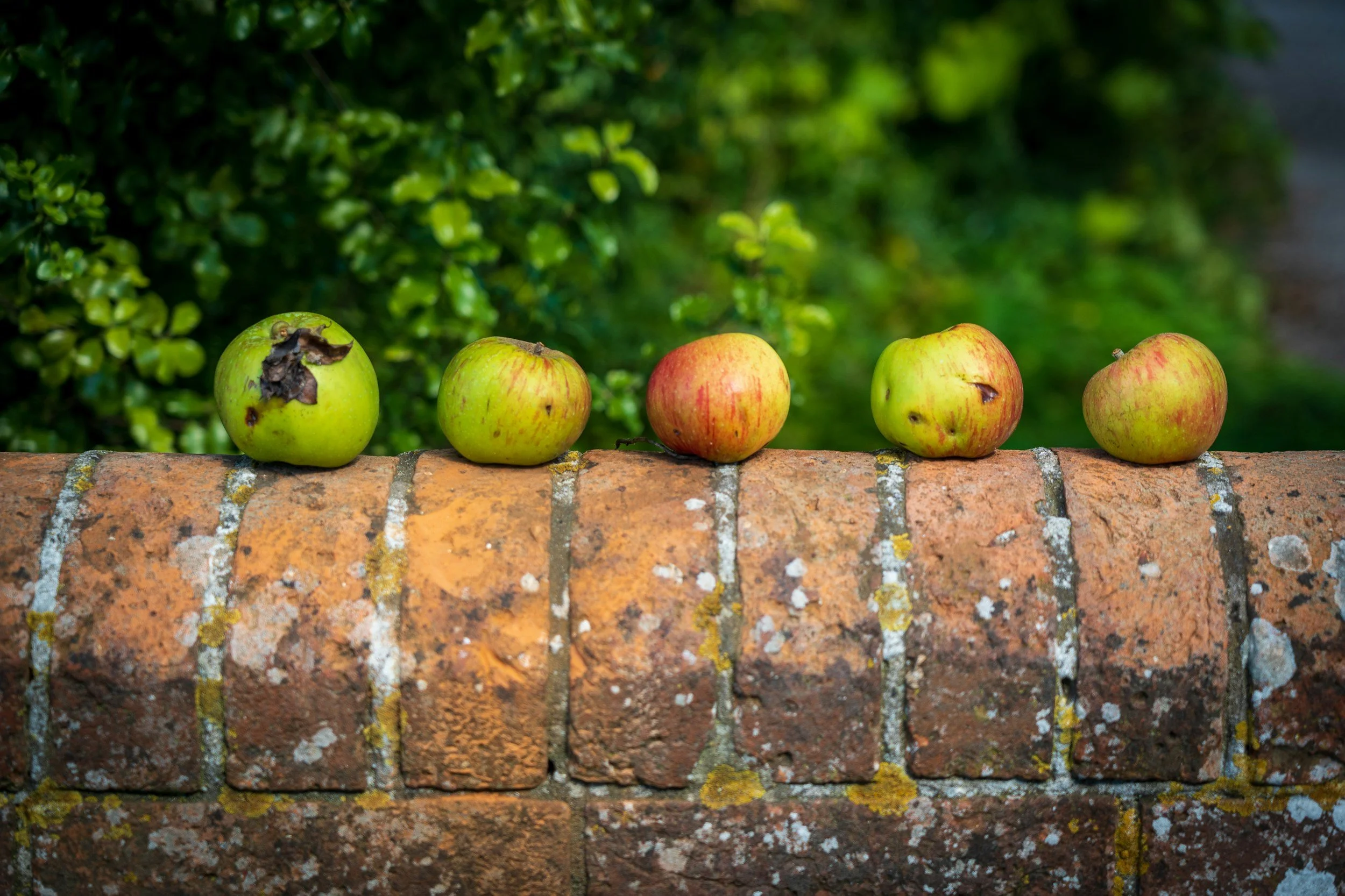 Five apples with varying degrees of blemishes and bruises arranged in a row on a rustic brick ledge.