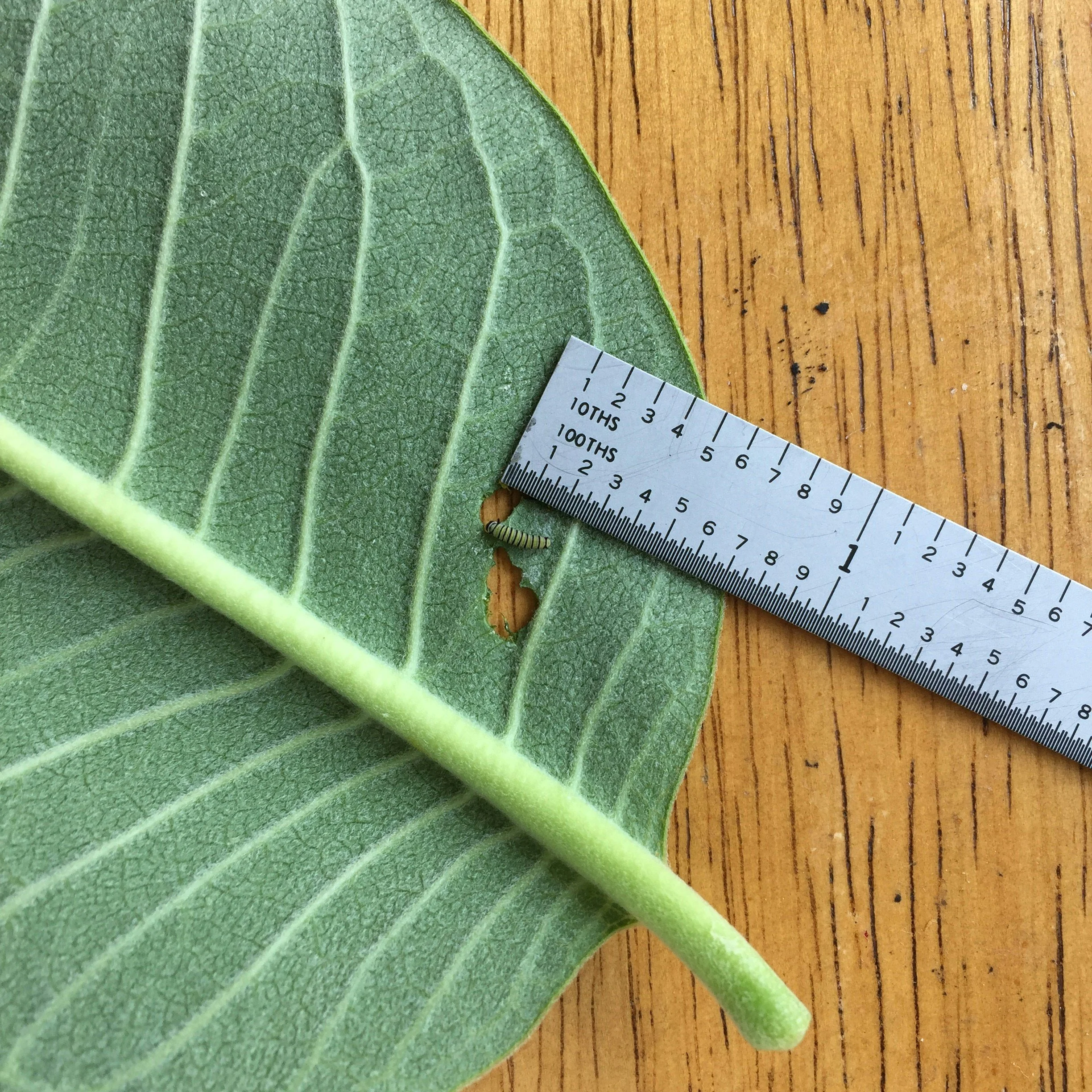 Close-up of a green leaf with a textured surface and prominent veins, placed on a wooden surface. A small portion of a ruler is visible at the bottom right corner.