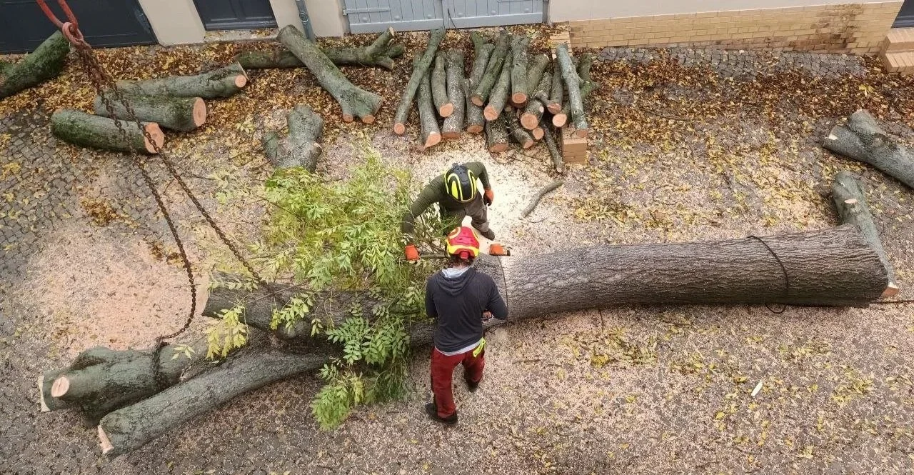 A fallen large tree on the ground being cut by a worker with a chainsaw, with another person nearby assisting, in an outdoor area with logs and leaves scattered around.