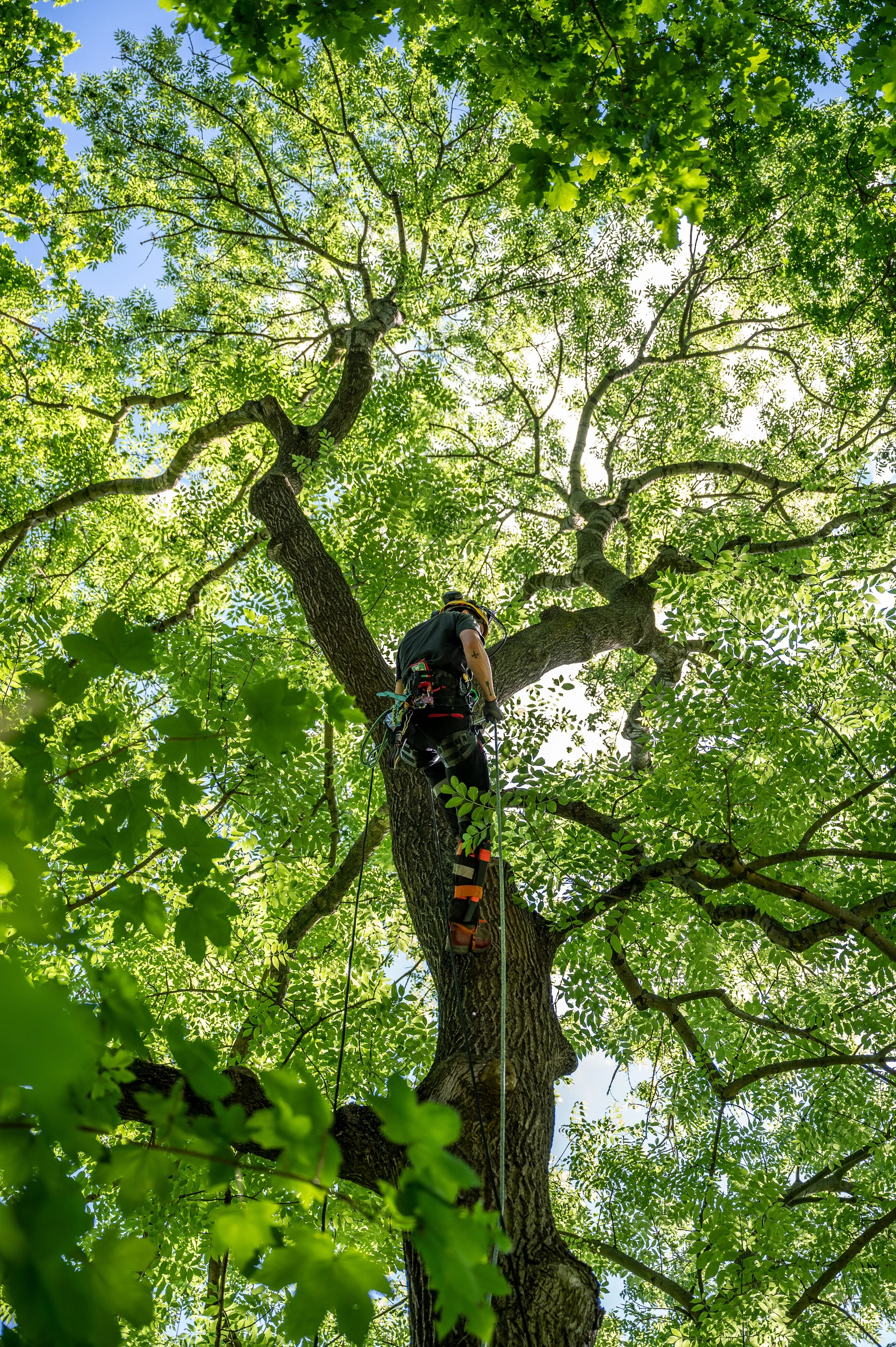 A person wearing climbing gear is perched on the side of a tall tree with dense green leaves and a blue sky background.