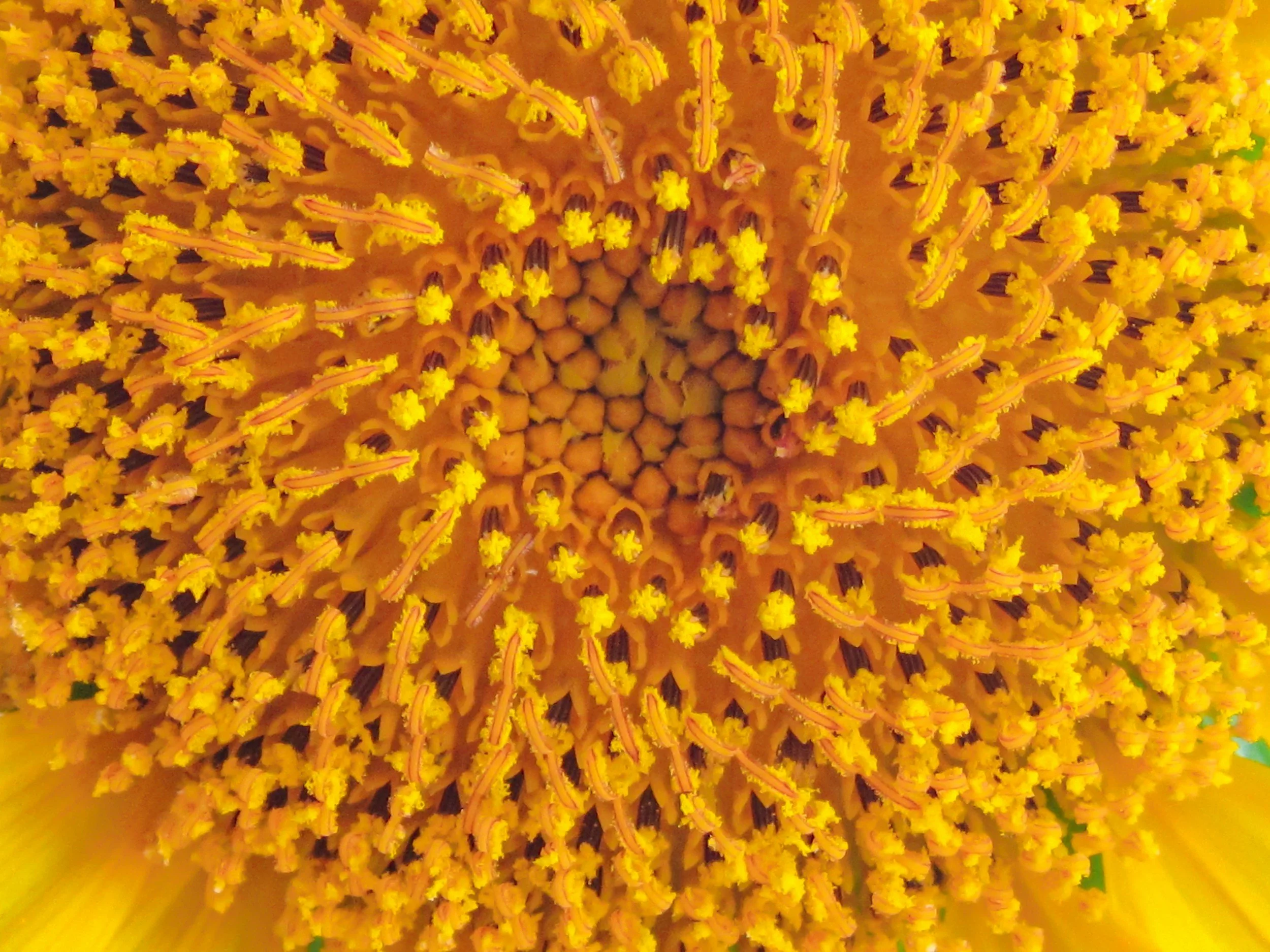 Allergy treatment for pollen boynton beach