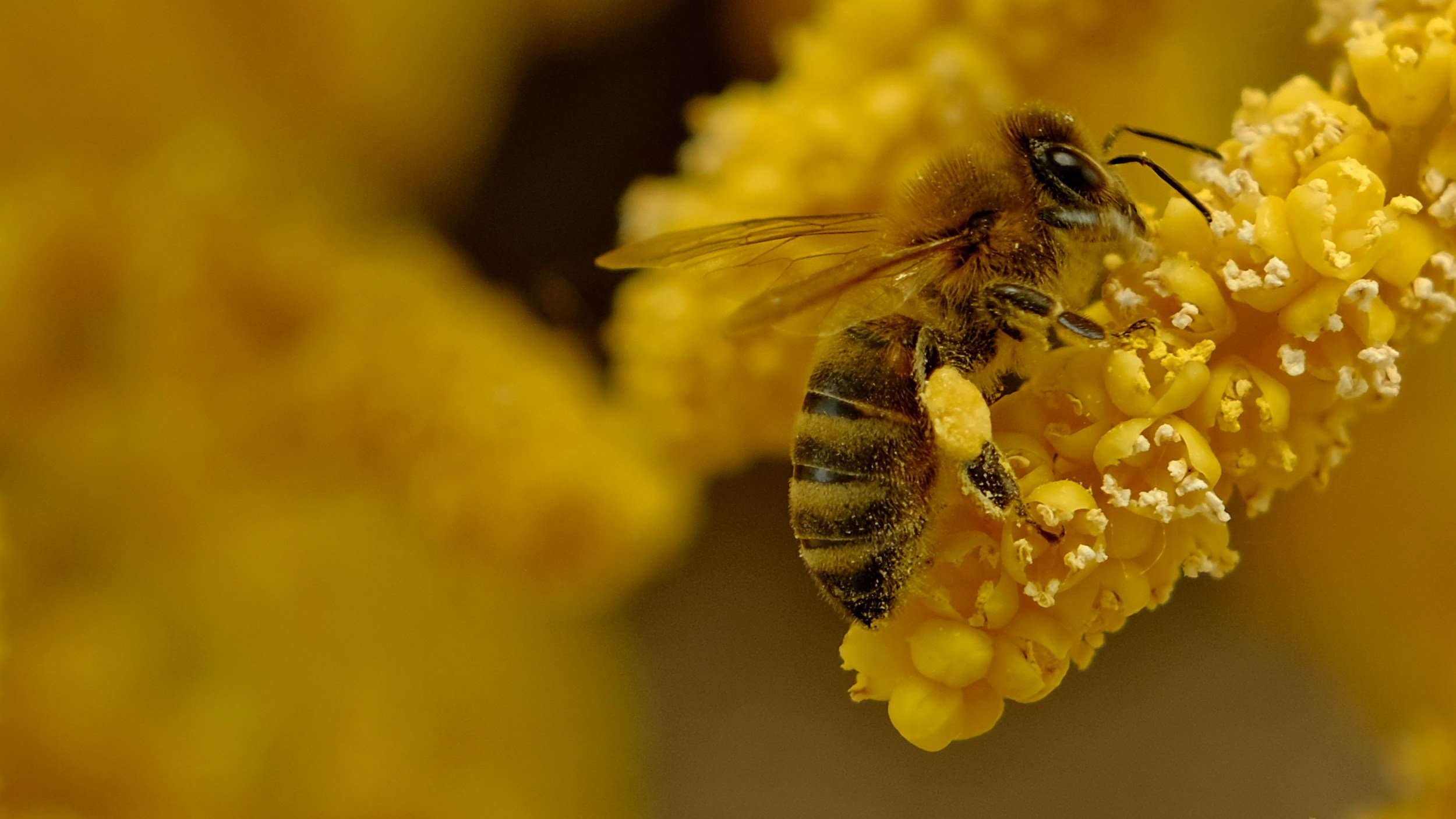 Close-up of a honey bee collecting pollen from a yellow flower.