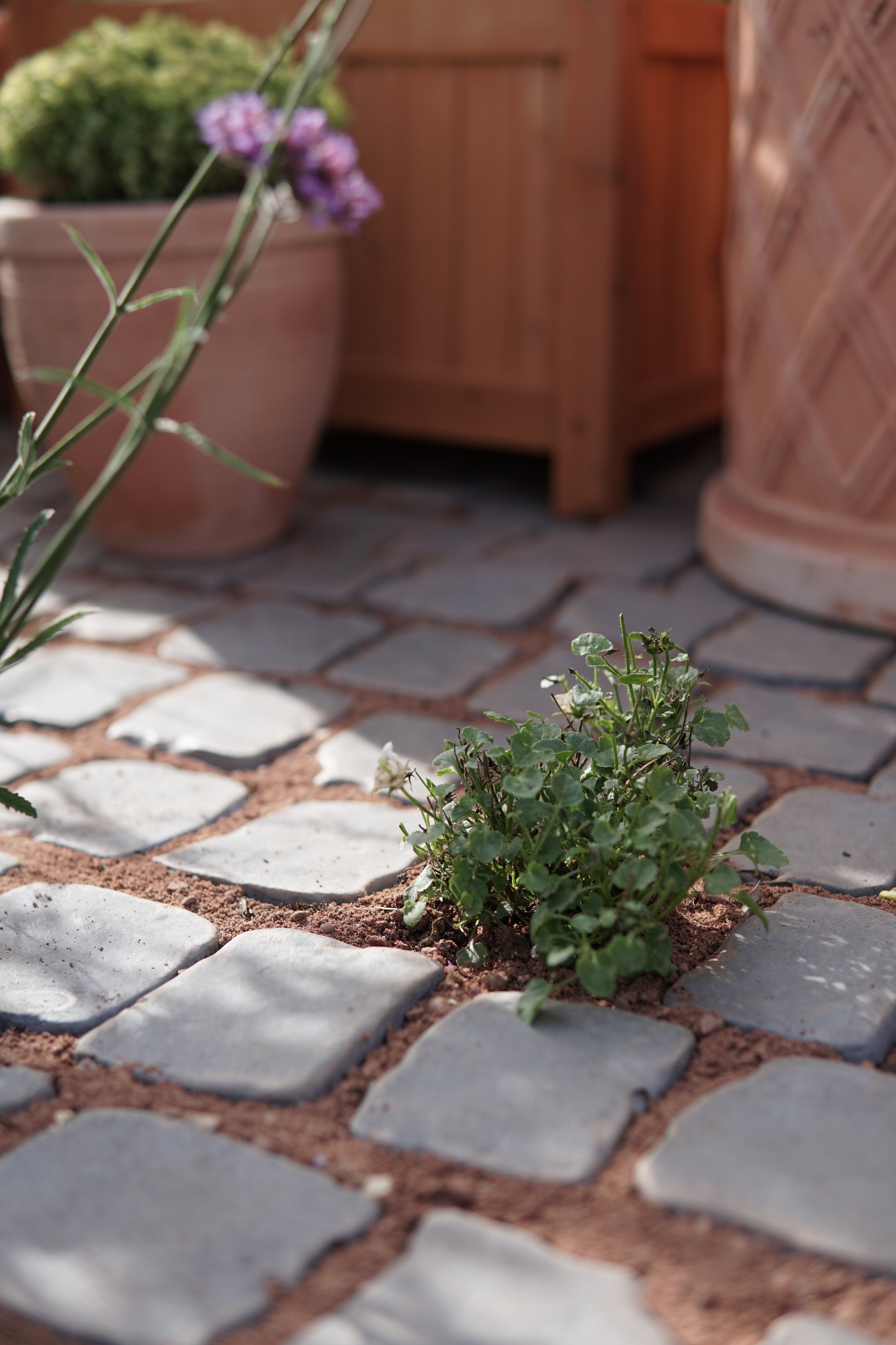 Close-up of small green plants growing between cobblestone pavers on a garden pathway, with larger flower pots and wooden furniture in the background.