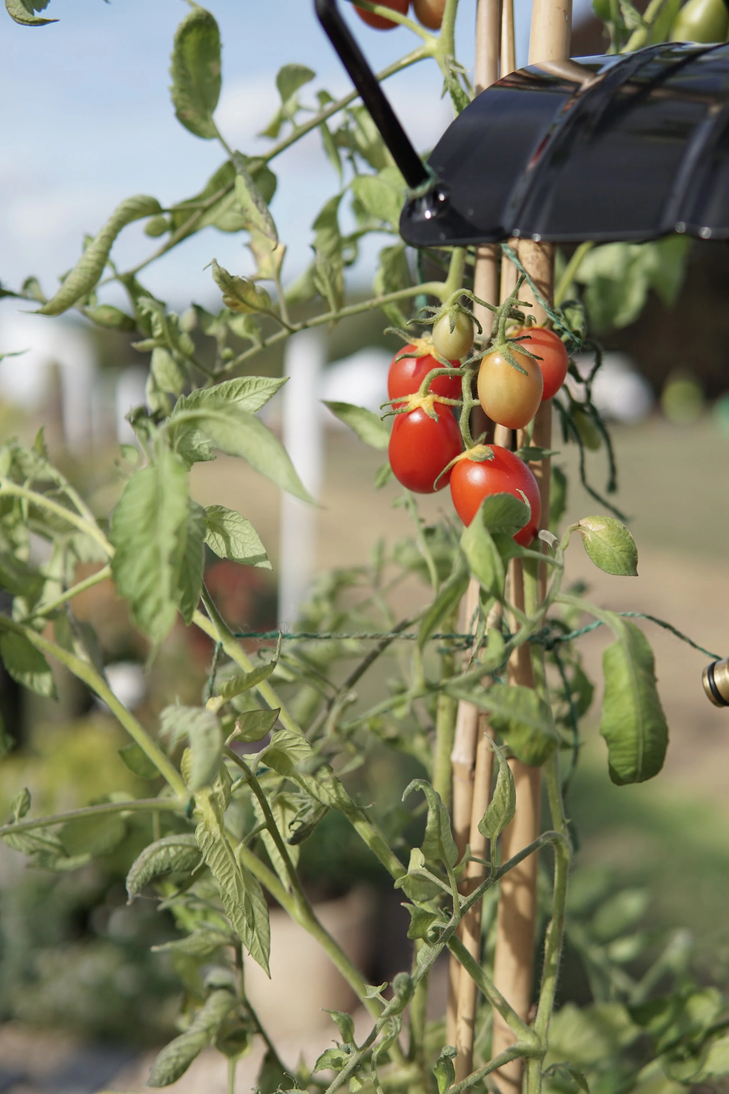 Cluster of ripening cherry tomatoes growing on a plant supported by a stake in a garden.