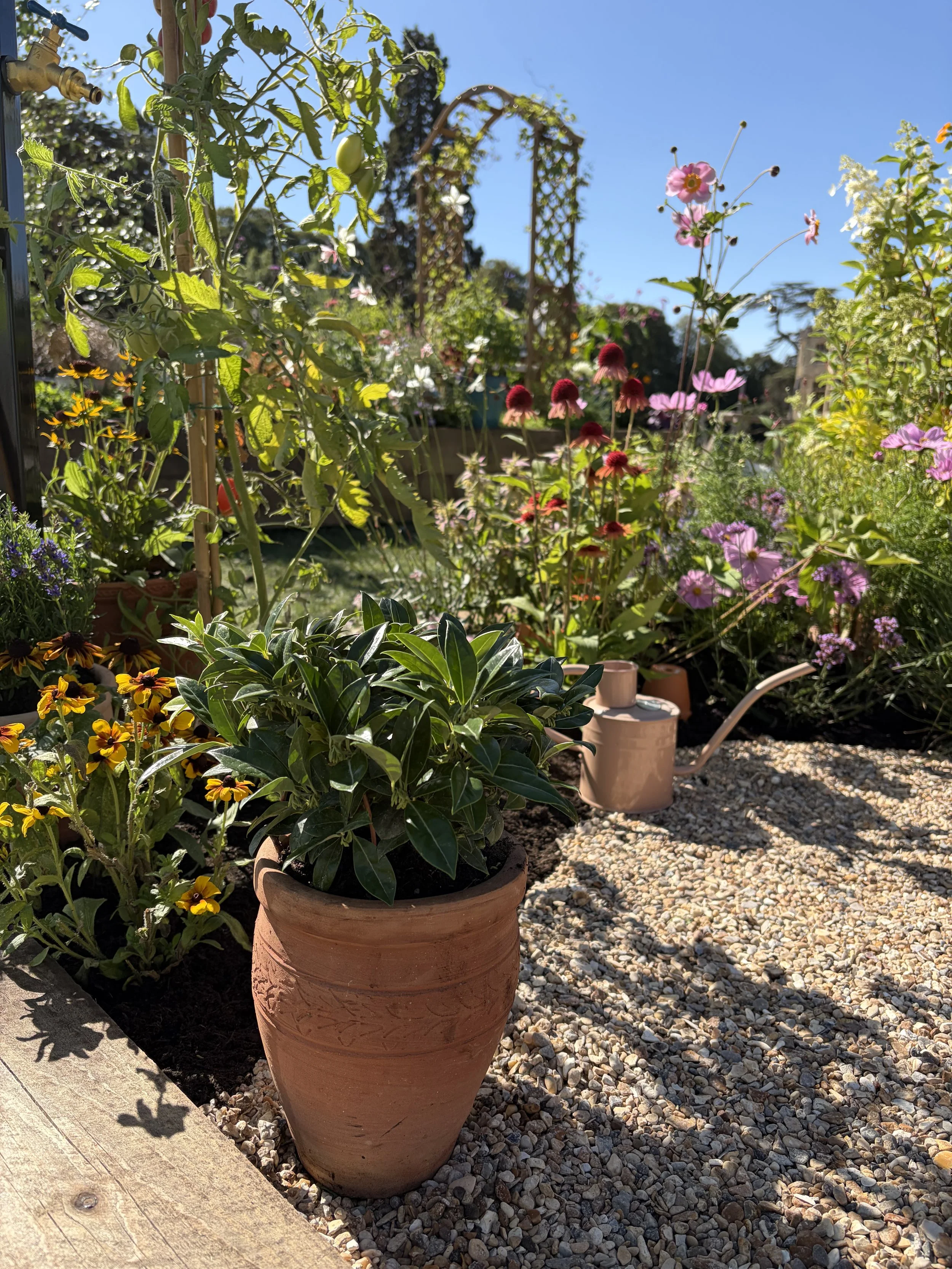A garden with potted plants, colorful flowers, a watering can, and a blue sky.