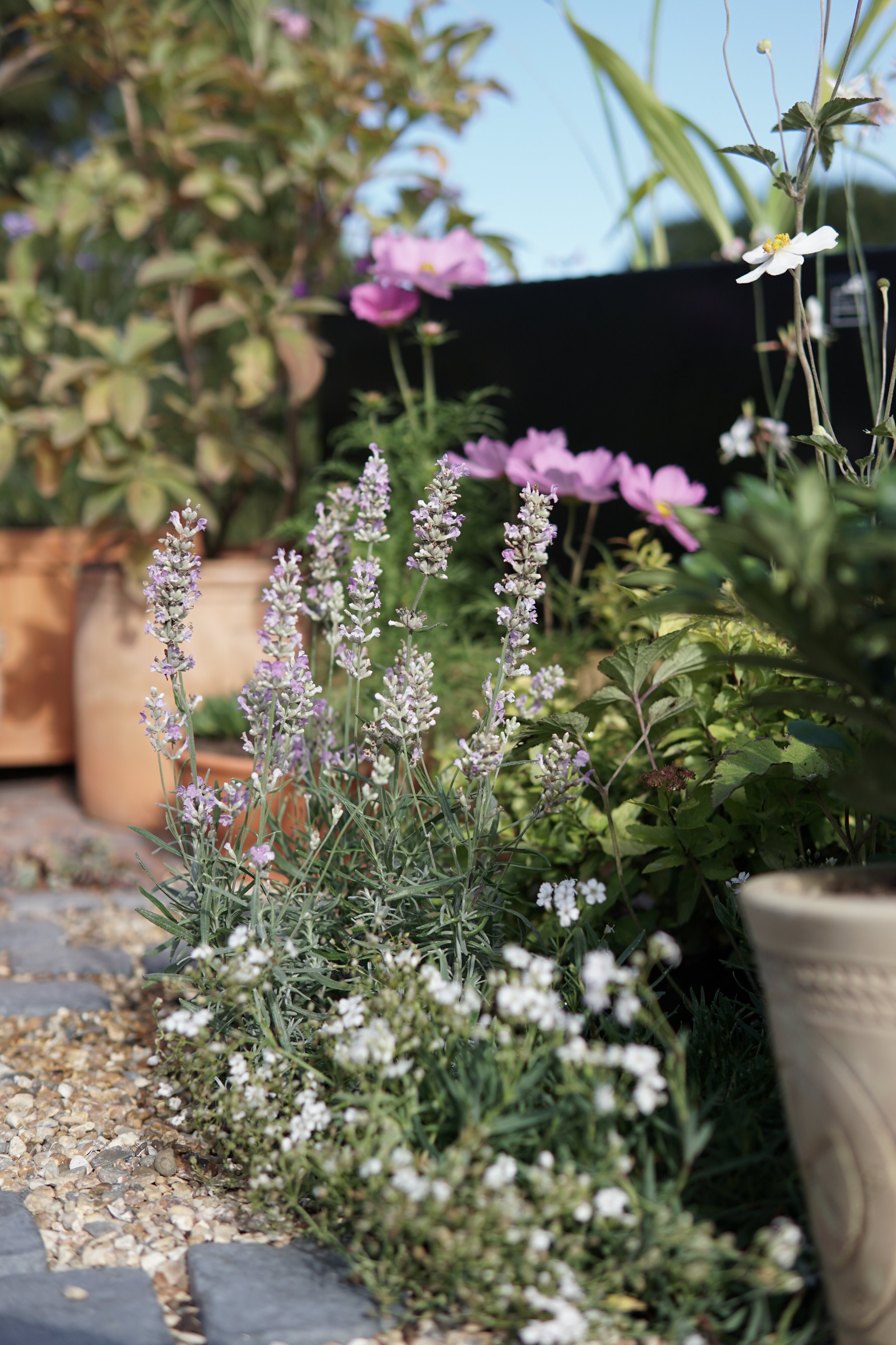 A garden with various flowering plants, including lavender in the foreground, pink and white flowers in the background, and potted plants on gravel and stone paving.
