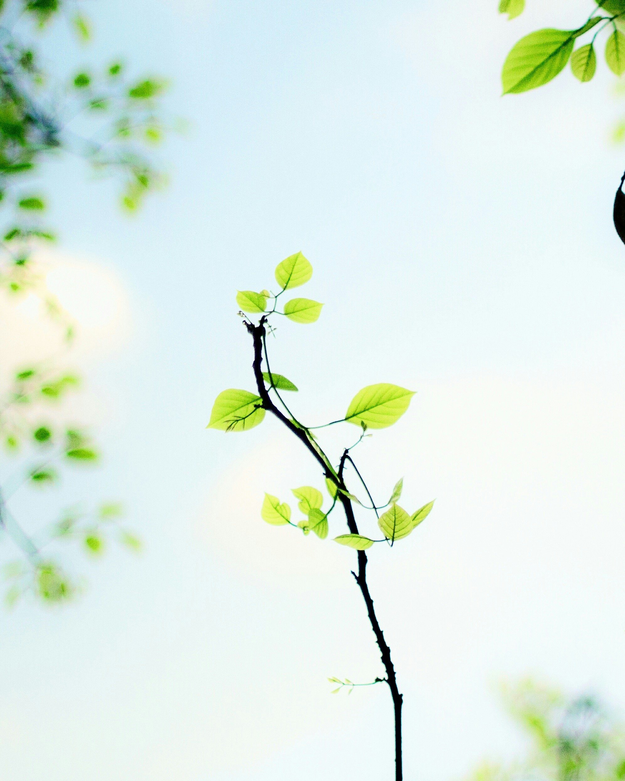 New growth on a tree branch, representing personal and business growth, change and development.