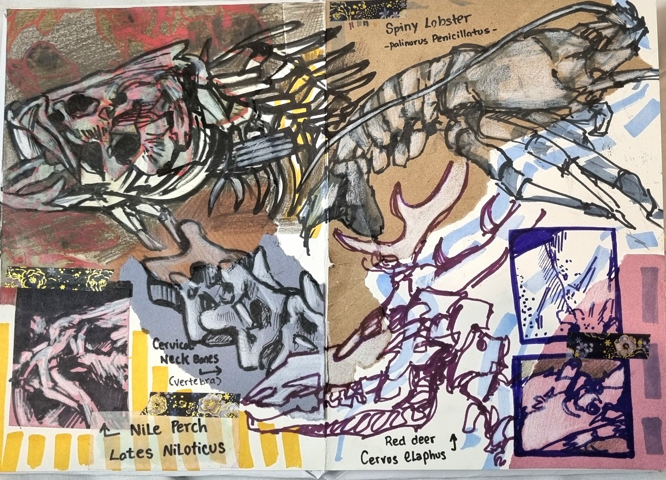 A hand-drawn illustration of a spiny lobster with detailed skeletal features, accompanied by labels indicating specific body parts and other illustrations of animals like a red deer, Nile perch, and a diagram of a vertebrae. The artwork is composed o