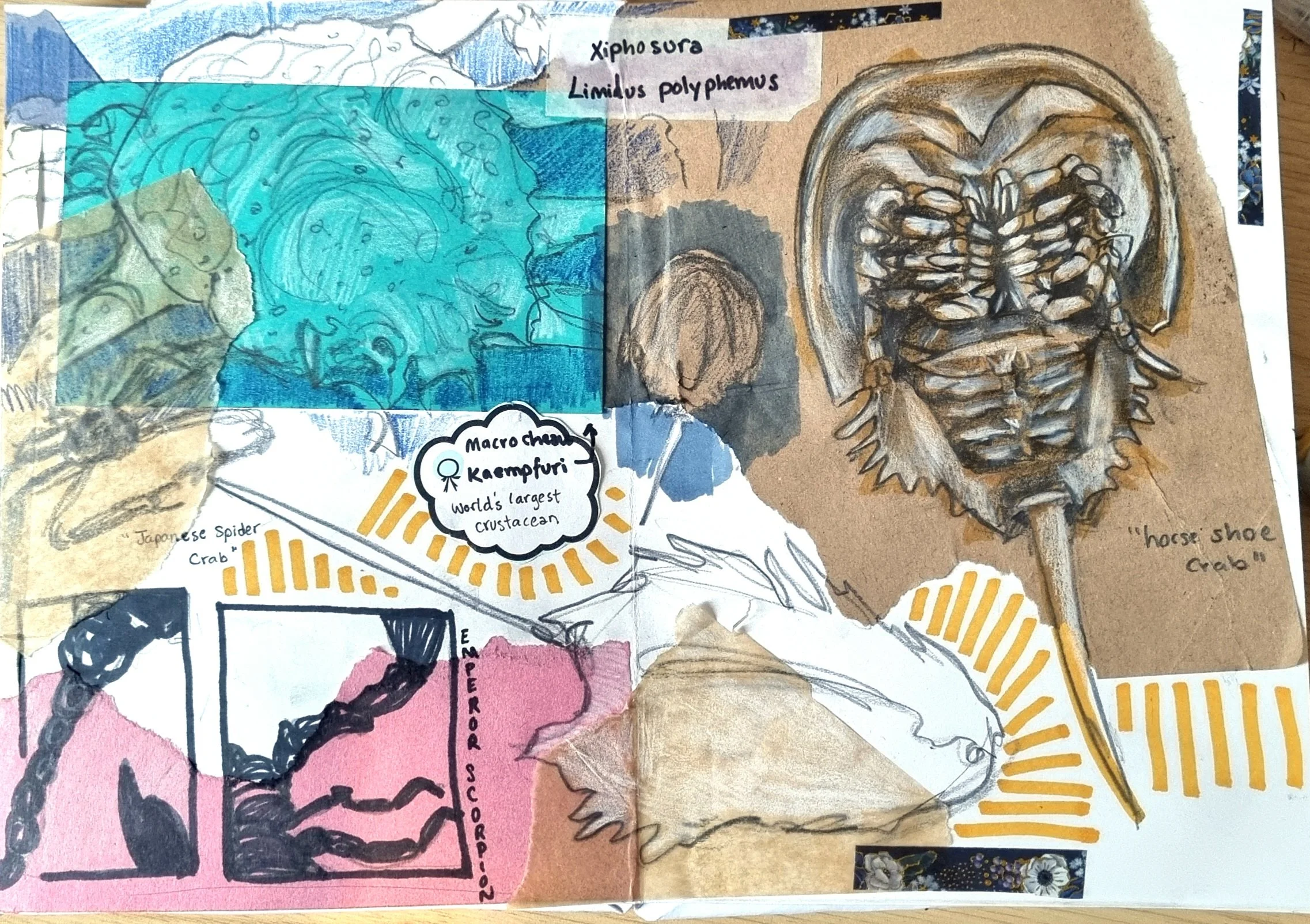 A collage of illustrations and notes about marine animals, including a detailed drawing of a horse-shoe crab and a blue and white scientific diagram of a Limulus polyphemus, also known as the Atlantic horseshoe crab.
