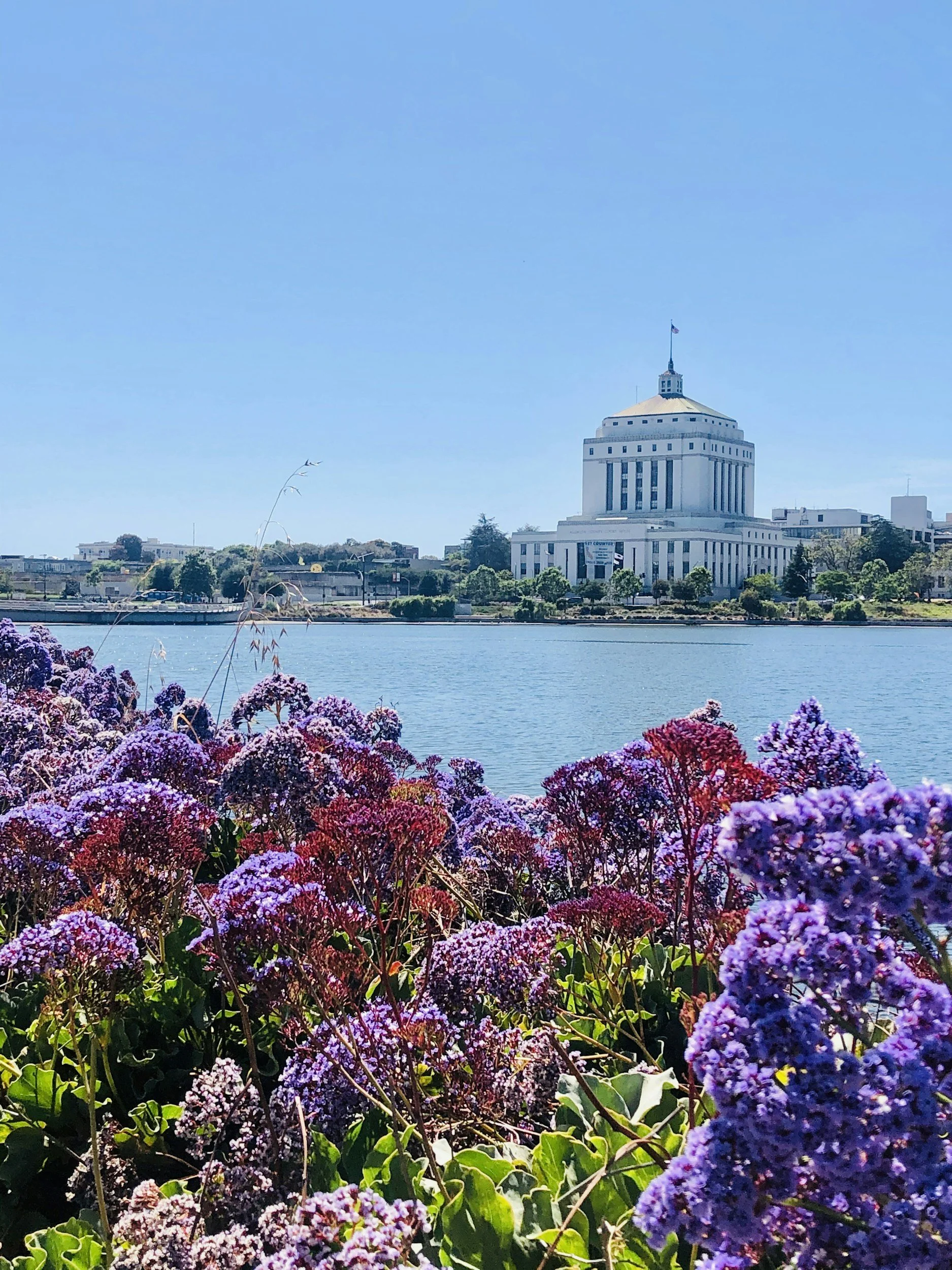 Colorful flowers bordering a body of water with a large white building and a flagpole in the background under a clear blue sky.