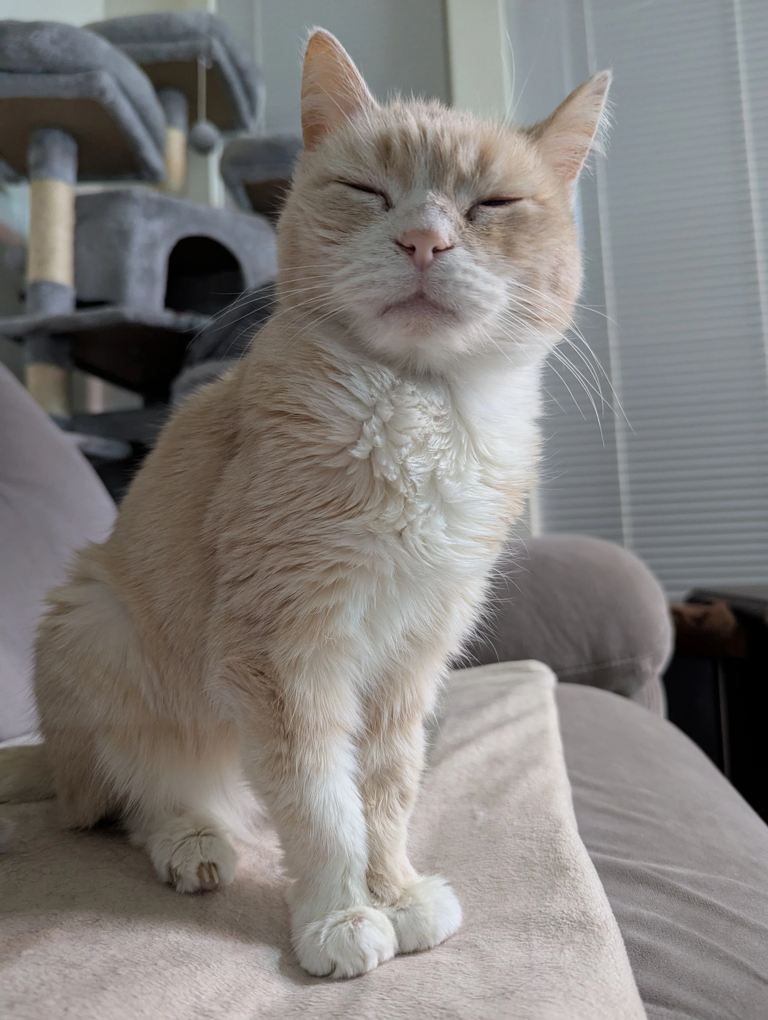 A cat sitting on a couch, slow blinking at the camera