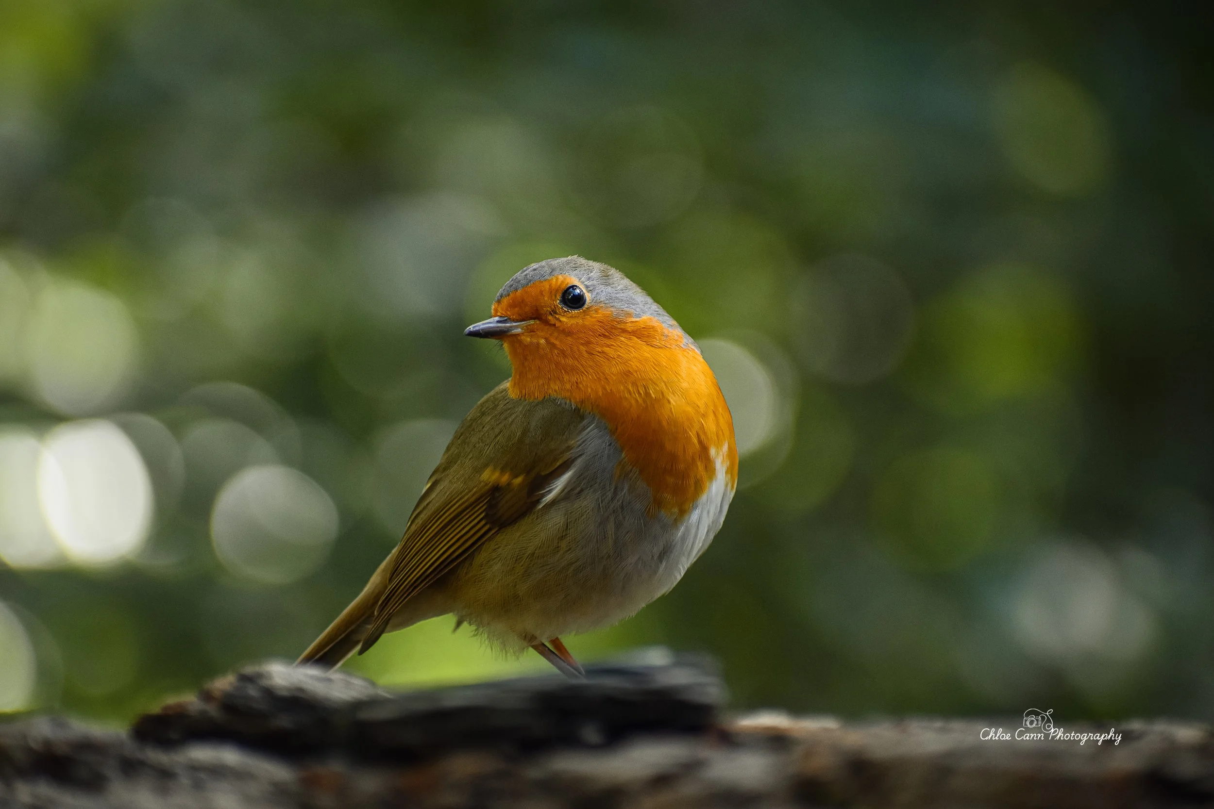 Songbirds
