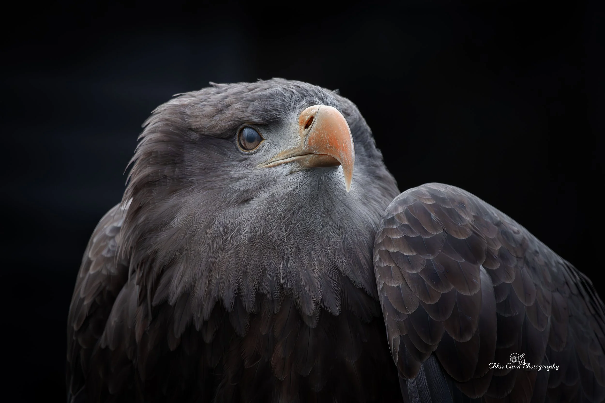 Birds of Prey