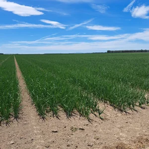 Field