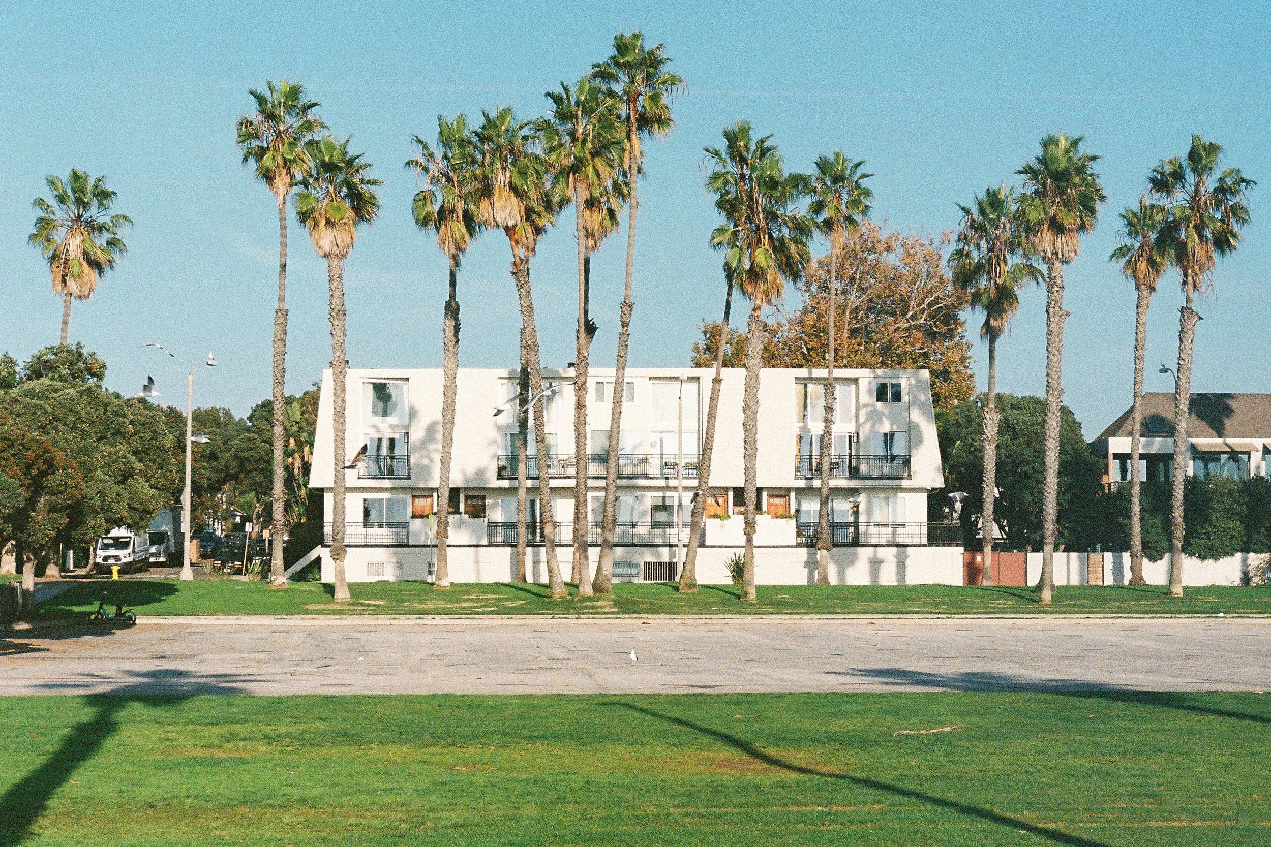 A row of tall palm trees in front of a modern white apartment building with a clear blue sky above.