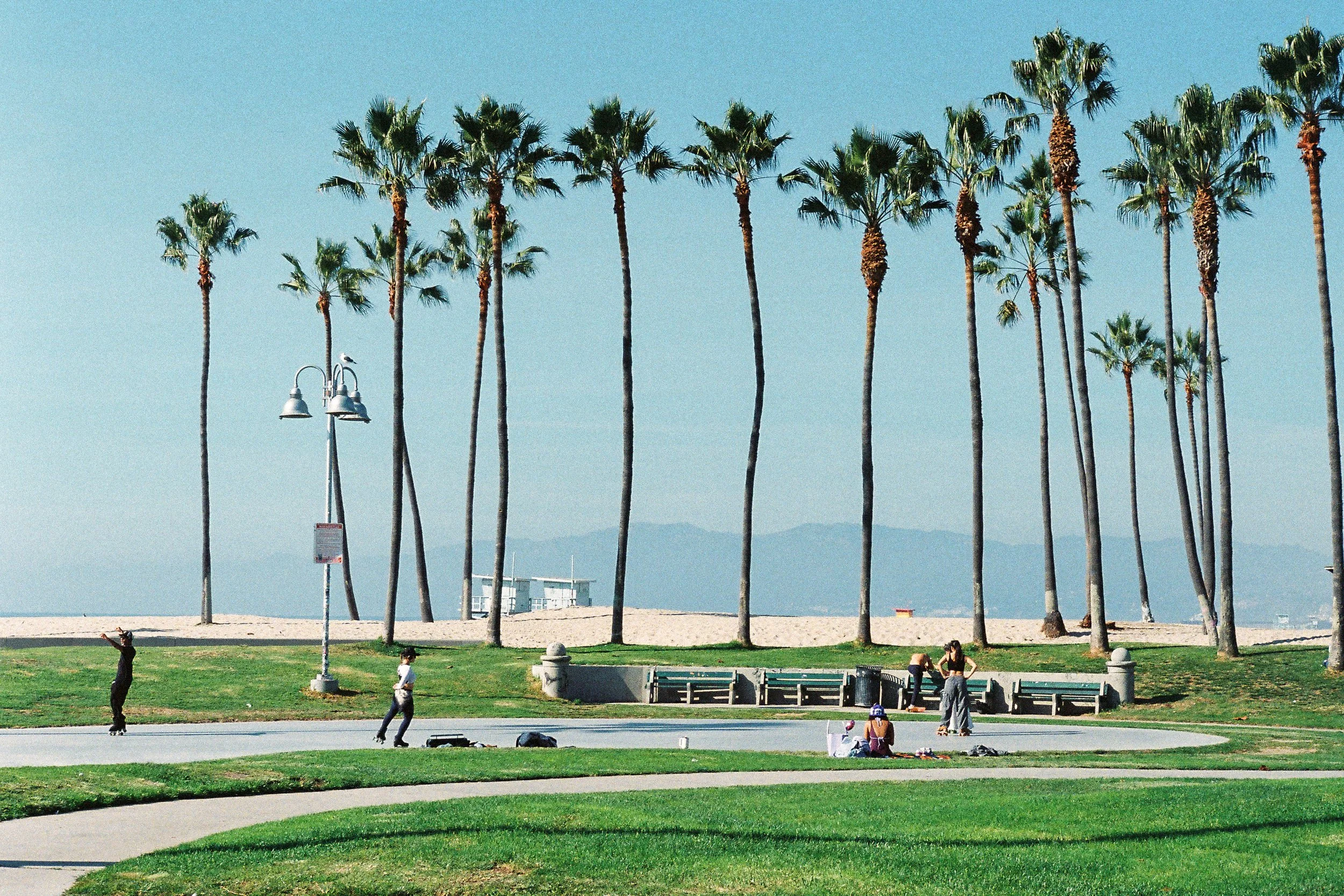 A park with green grass, palm trees, and a beach in the background. People are skating and sitting on benches.
