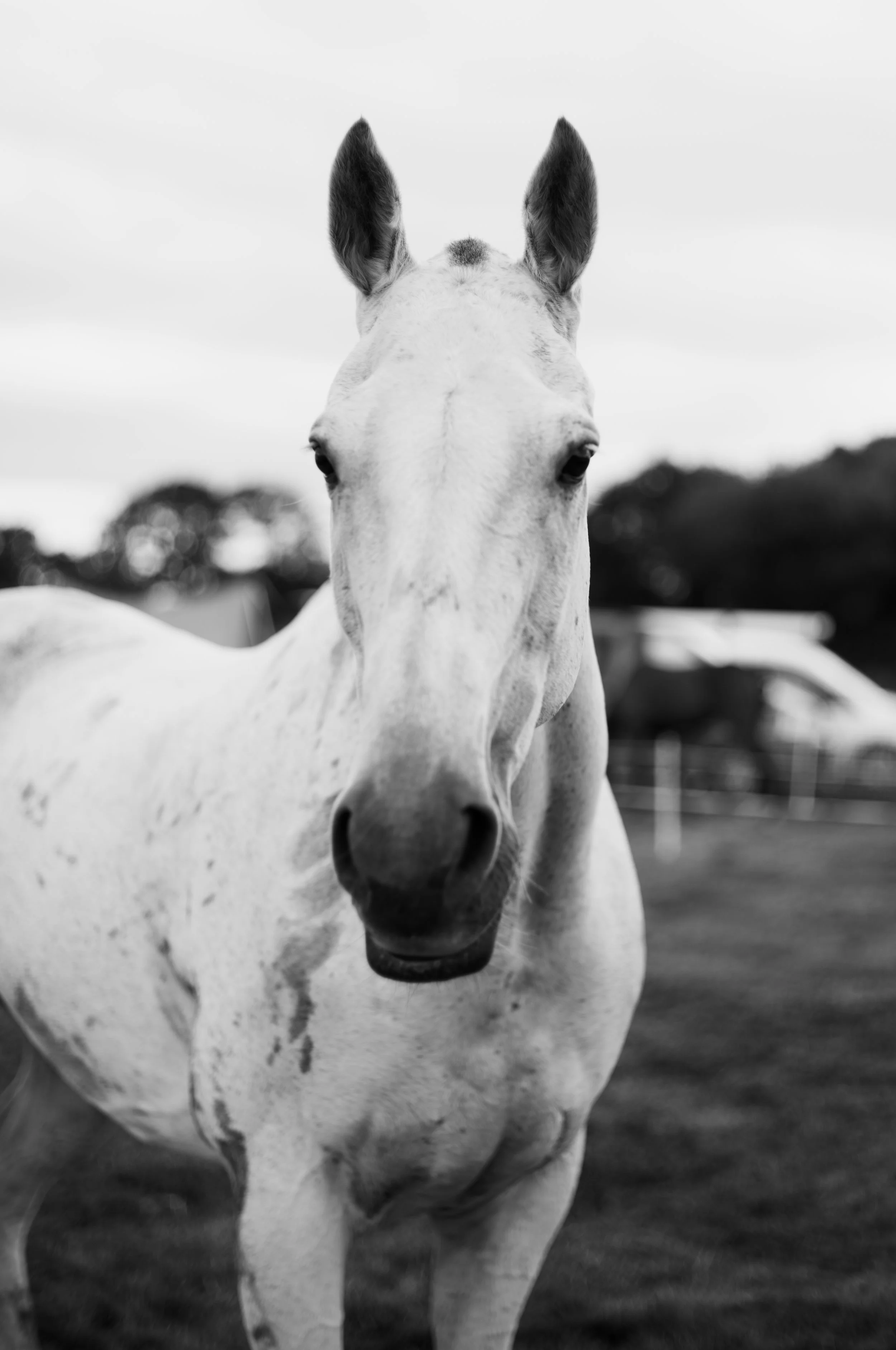 A close-up black and white photograph of a horse's face and upper body outdoors, with trees in the background.