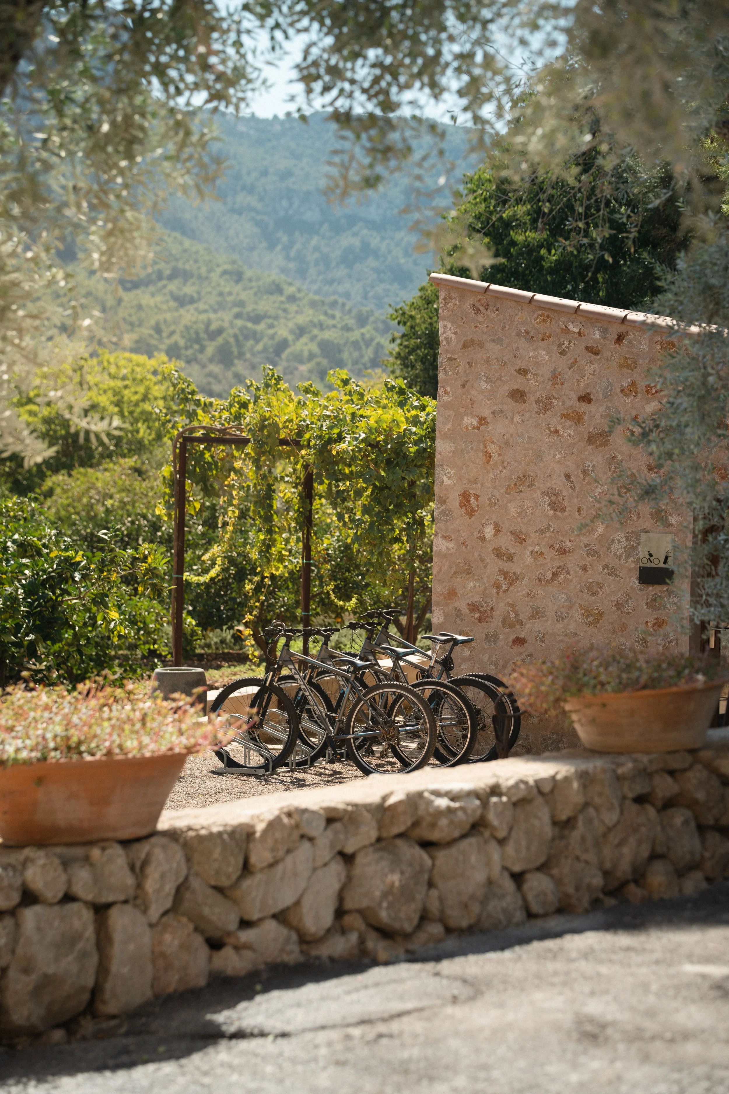 Scene of bicycles parked near a rustic stone wall with potted plants, lush green vineyard, trees, and rolling hills in the background on a sunny day.