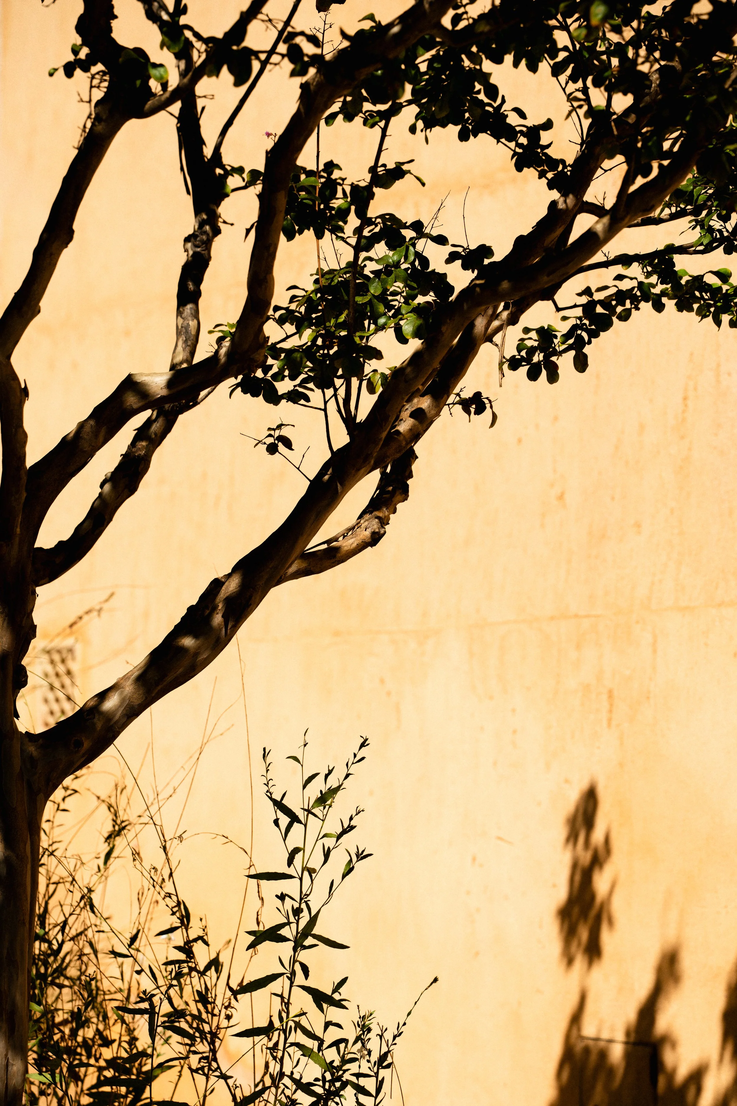 A tree with several branches and green leaves, casting a shadow on a yellowish wall.