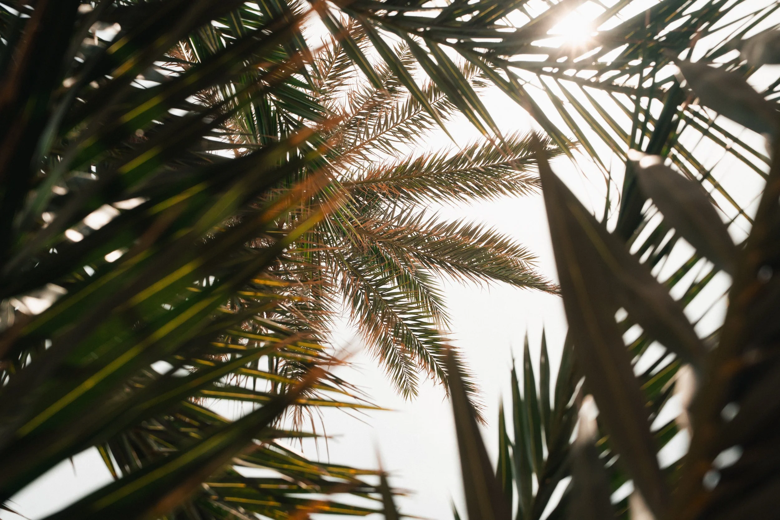 Close-up view of palm tree leaves with sunlight shining through.
