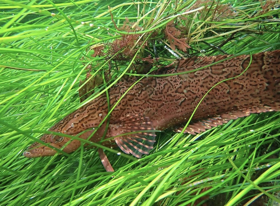 A red-brown fish with dark spots among surf grass.