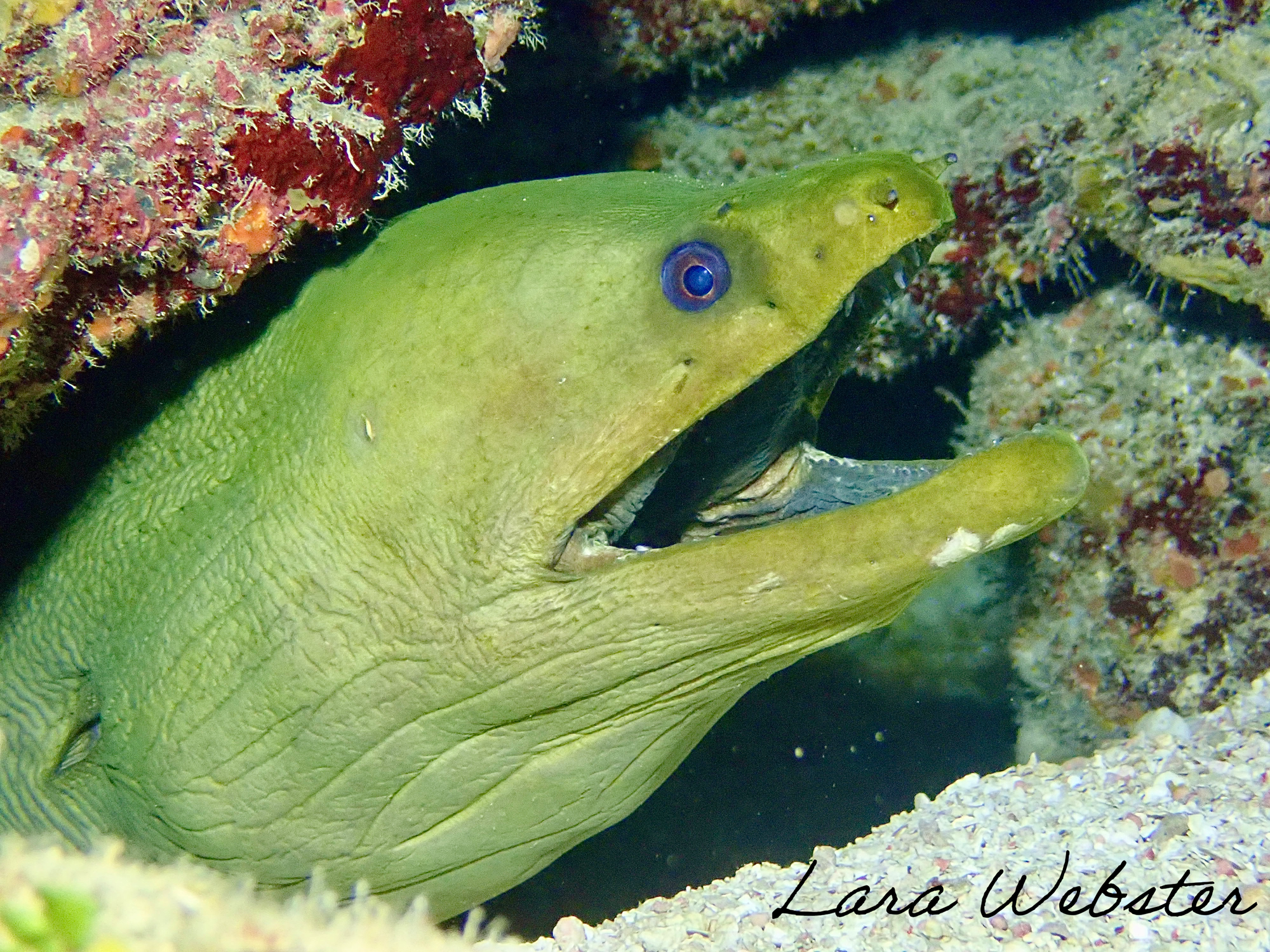 A green moray eel hiding in a rocky underwater cave with coral and sand, with its head slightly out of the cave, displaying its sharp teeth.