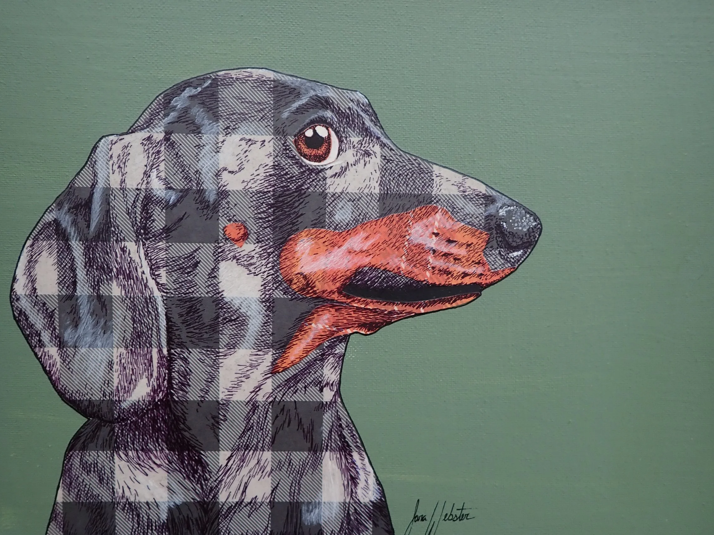 Portrait of a wiener dog with a checkered coat, brown eyes, and orange background around the nose and mouth, against a green background.