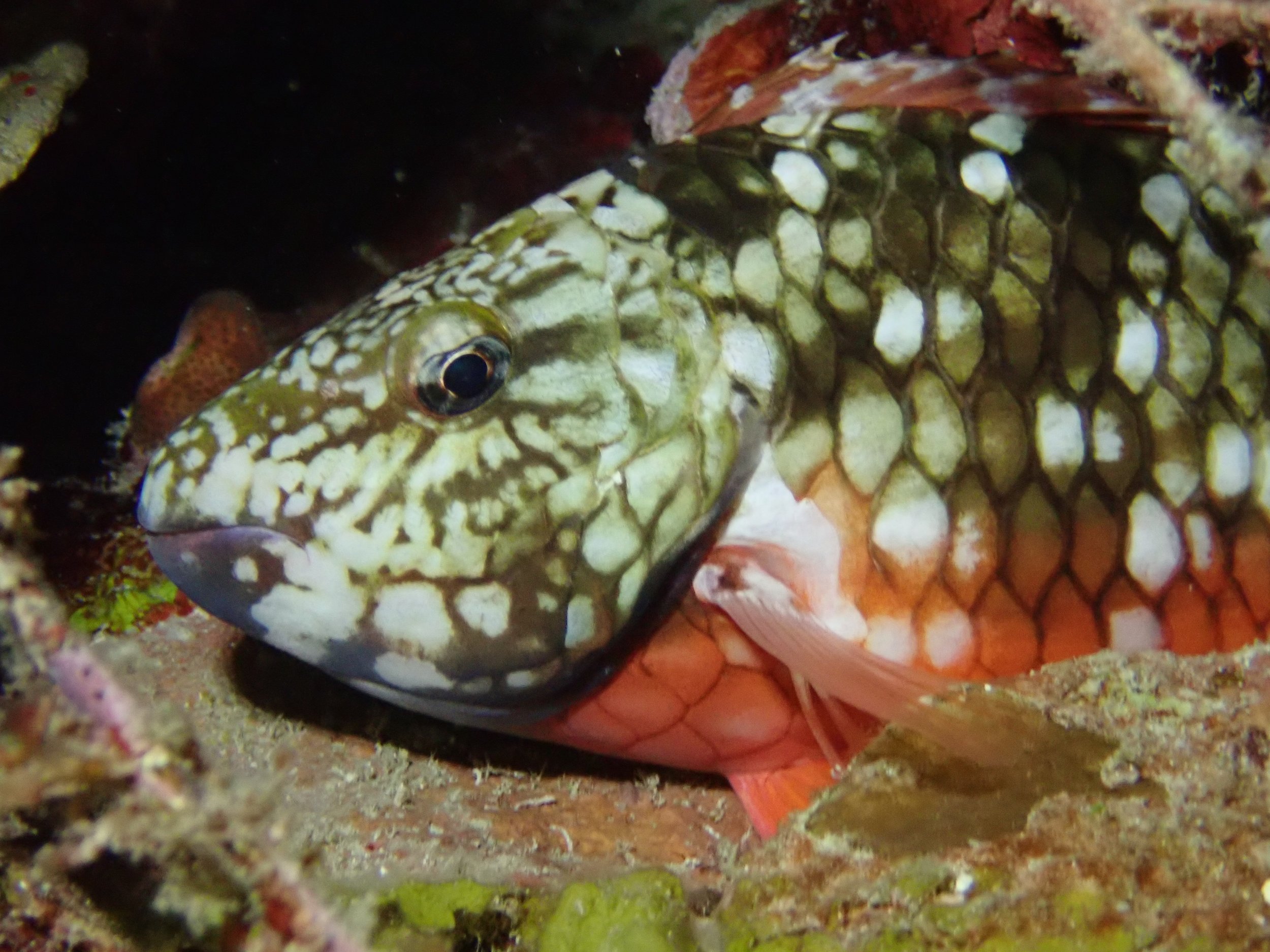 Close-up of a female stoplight parrotfish.