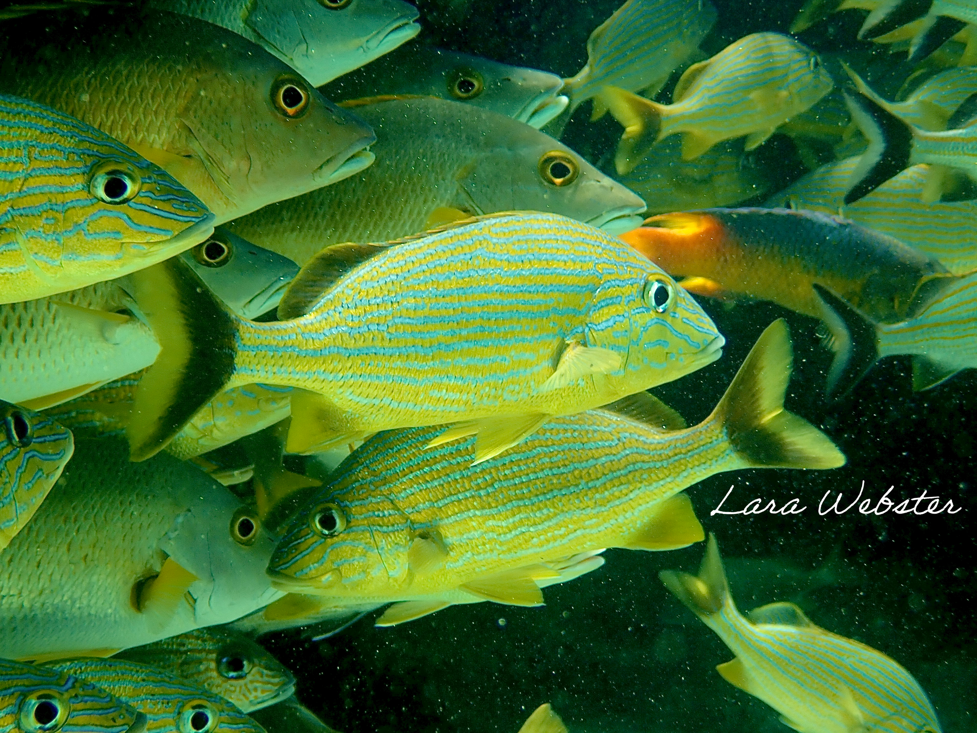 School of colorful fish underwater, including yellow and blue striped fish and greenish fish with large eyes, swimming in dark green water.