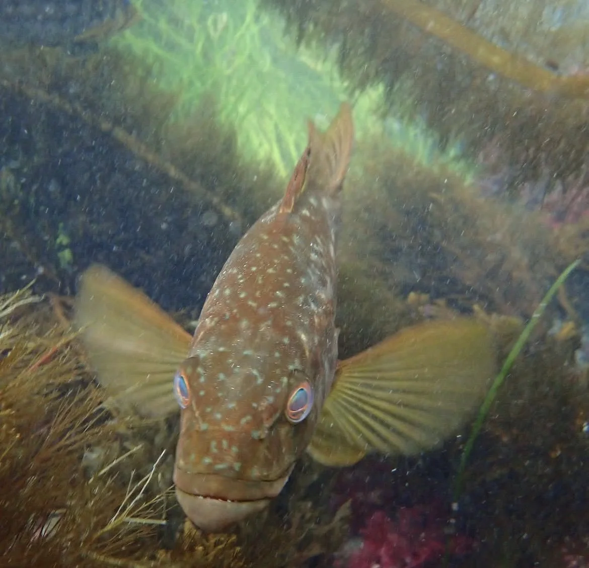 A fish with brown and white spots underwater, facing the camera with its fins extended, surrounded by aquatic plants.