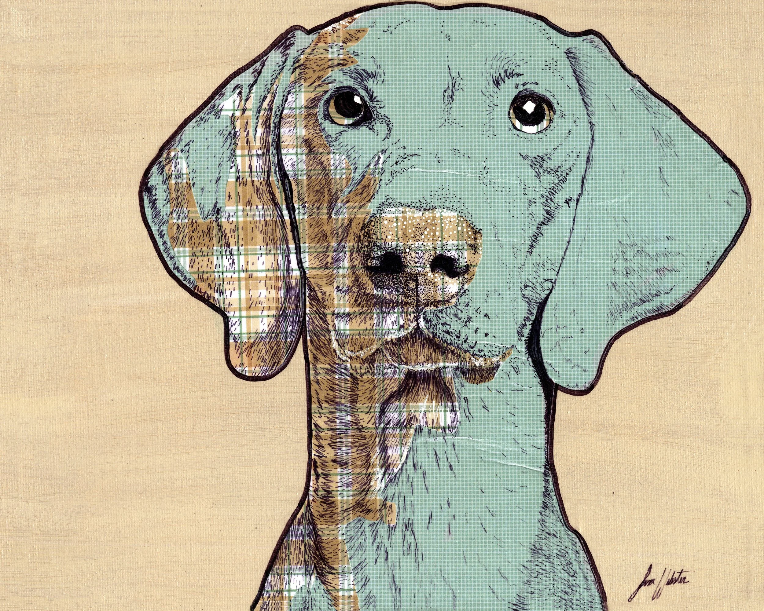 Weimaraner- Original