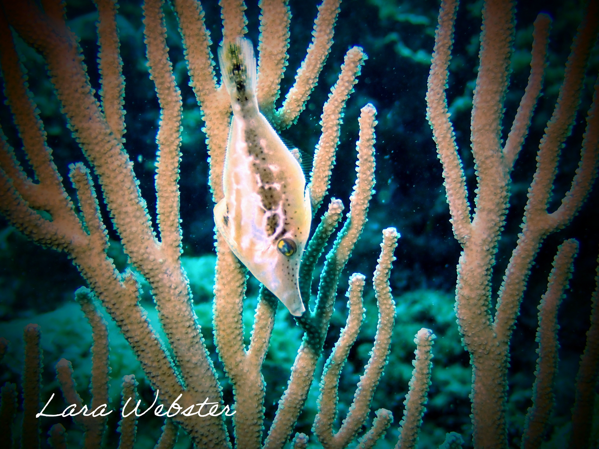 A close-up of a small fish, filefish, hiding among coral branches in the ocean.