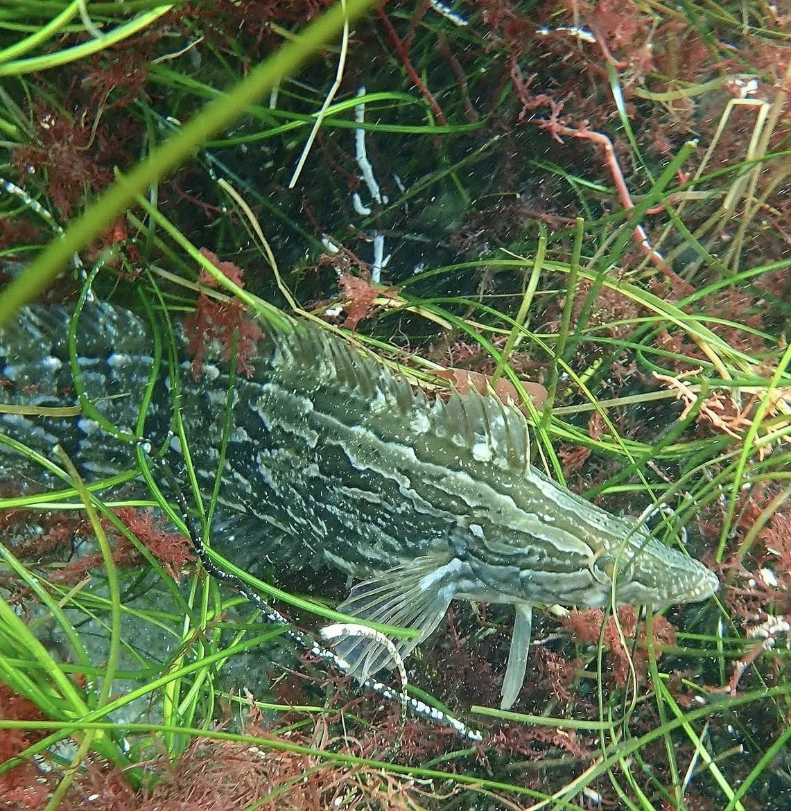 Close-up of a fish among surf grass.