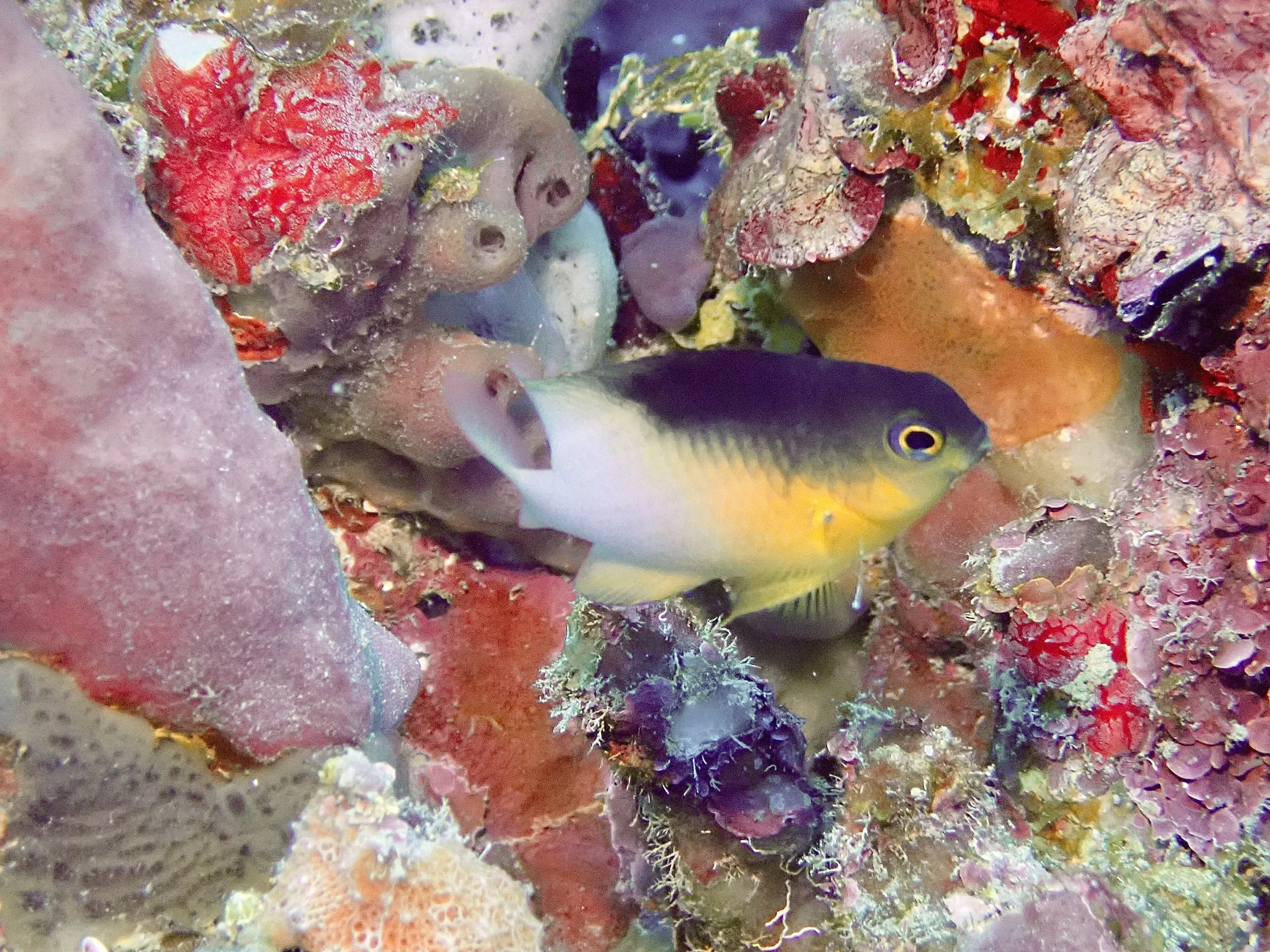 Colorful image featuring a bicolored damselfish on a coral reef with various corals and a small fish with yellow and black markings.