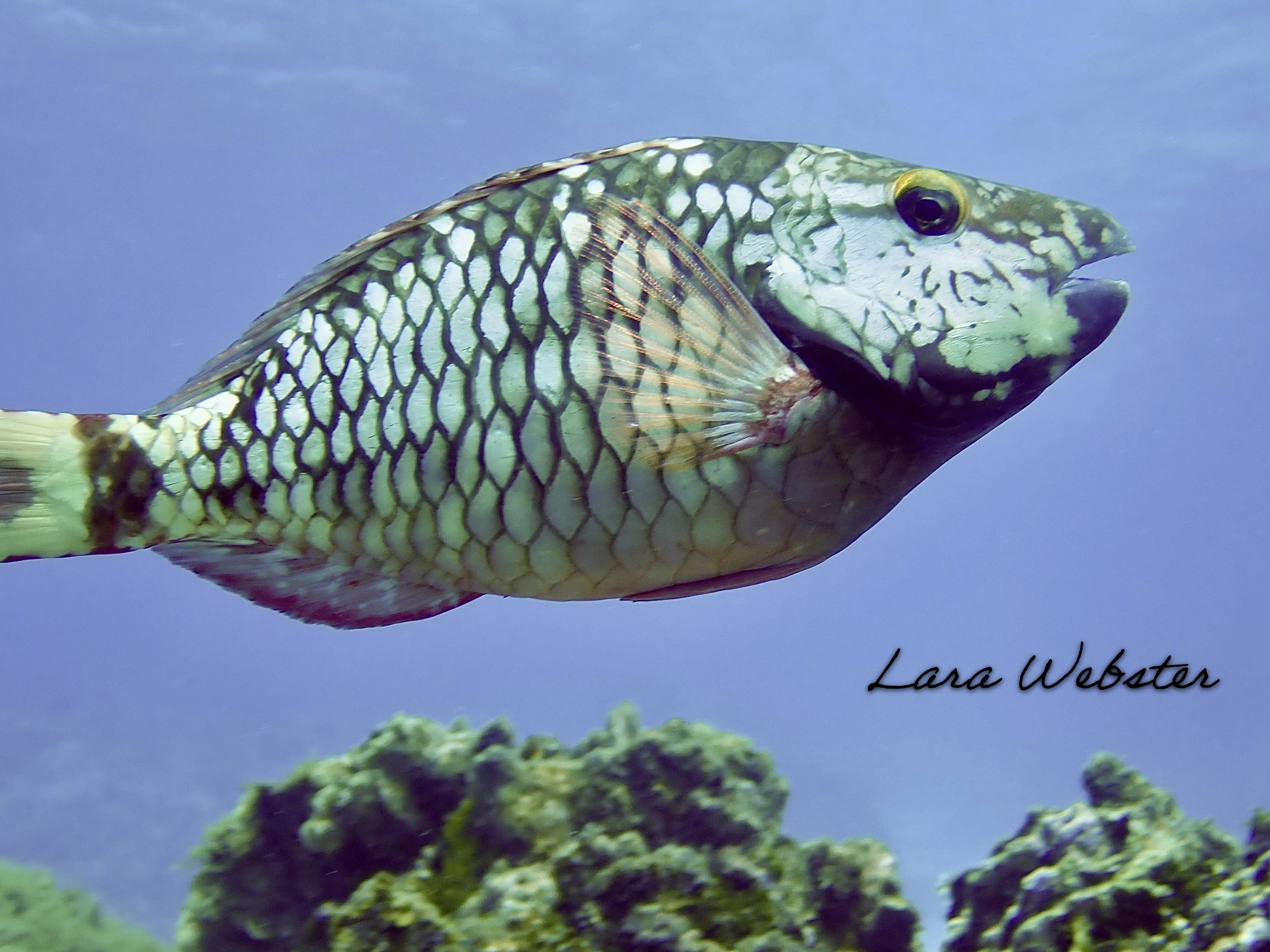 Close-up photo of a female stoplight parrotfish.