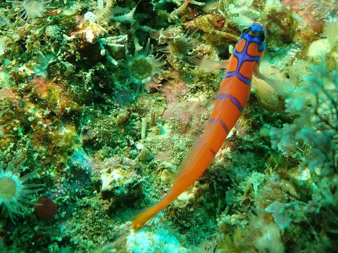 Colorful blue banded goby on a reef.