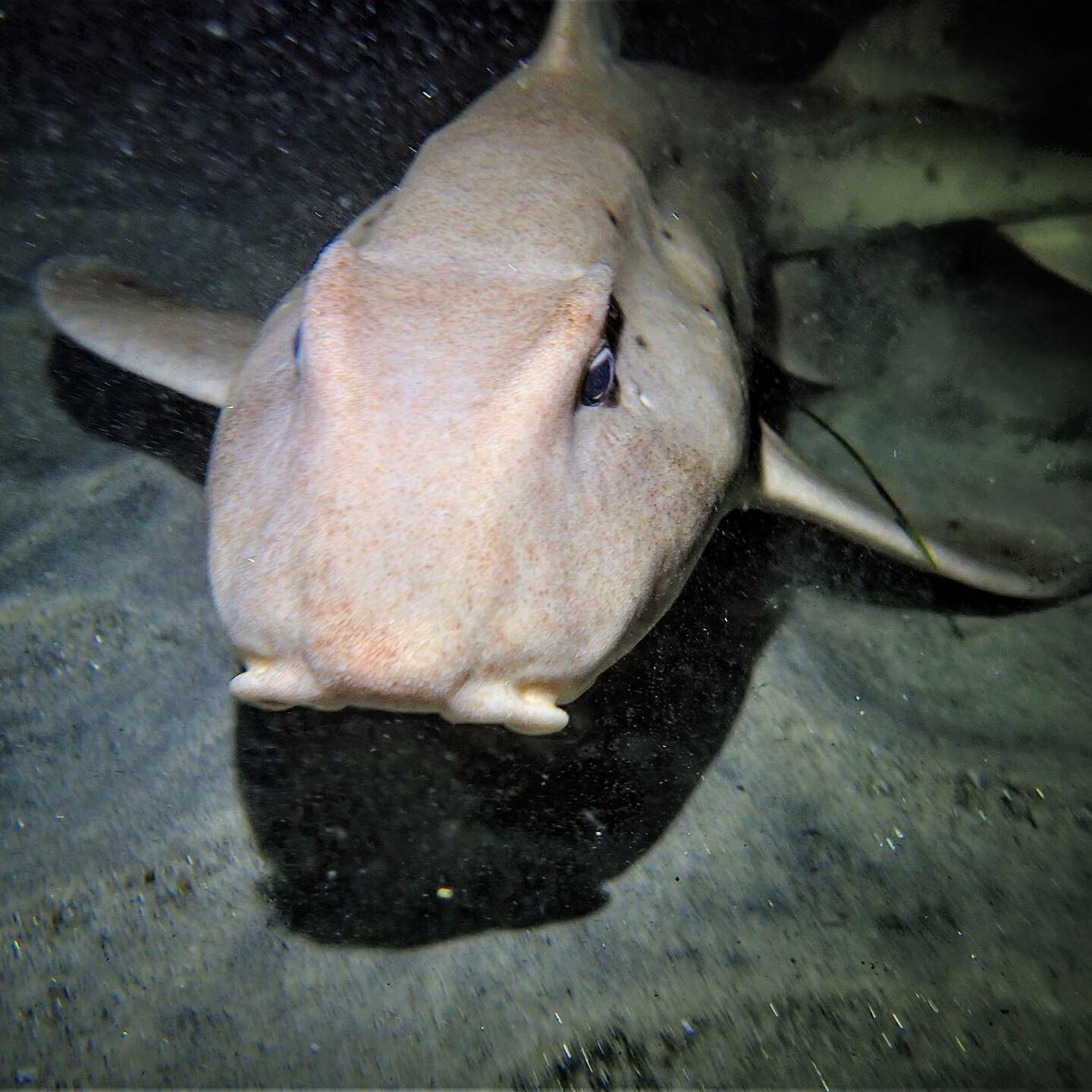A close-up photo of a horn shark.