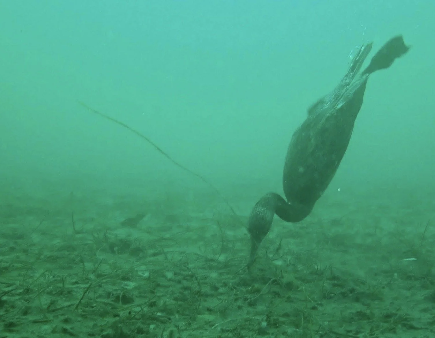 A cormorant swimming underwater near seaweed with a greenish hue.