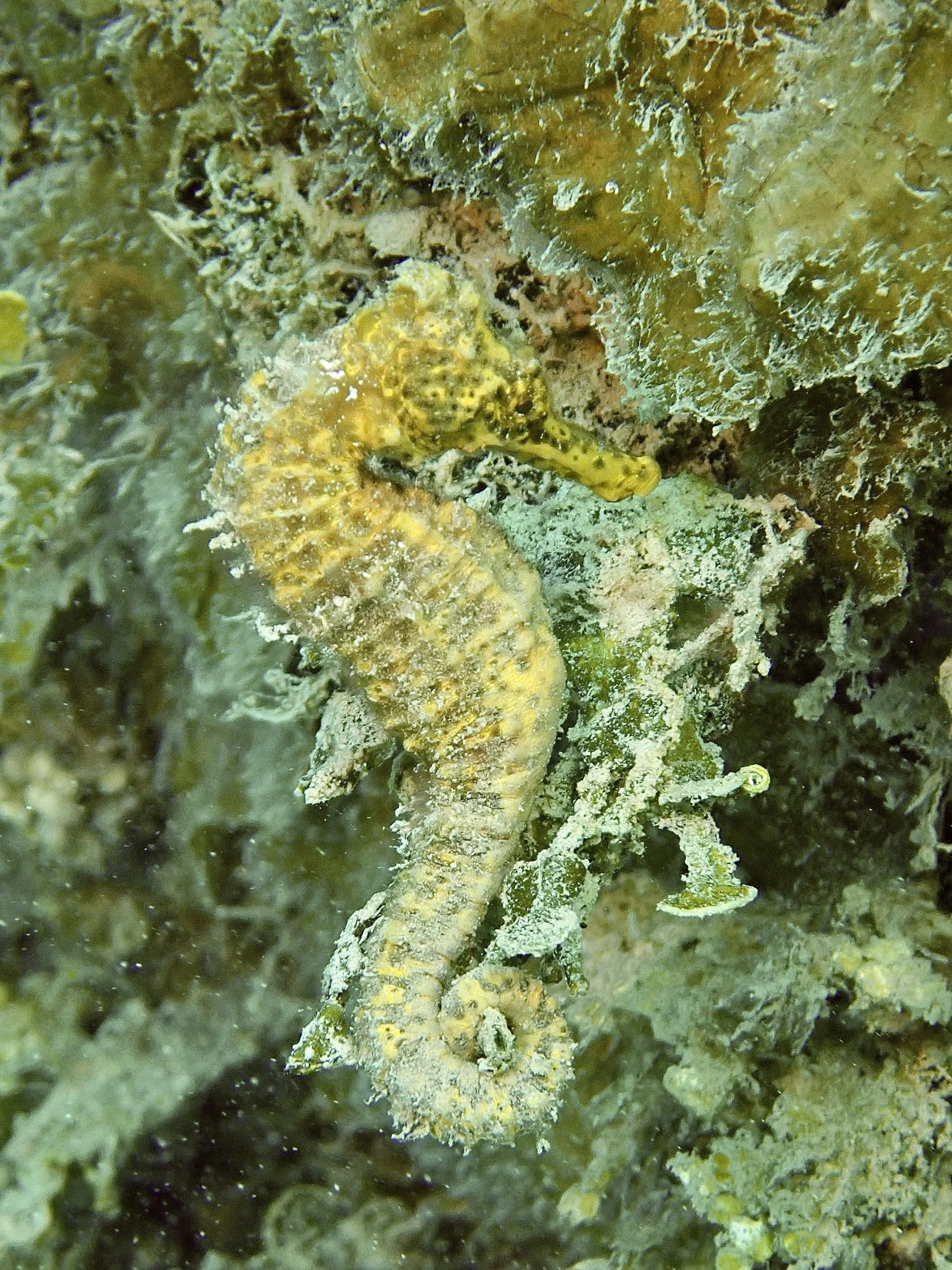 A small seahorse clings to coral and rocks underwater in a marine environment.