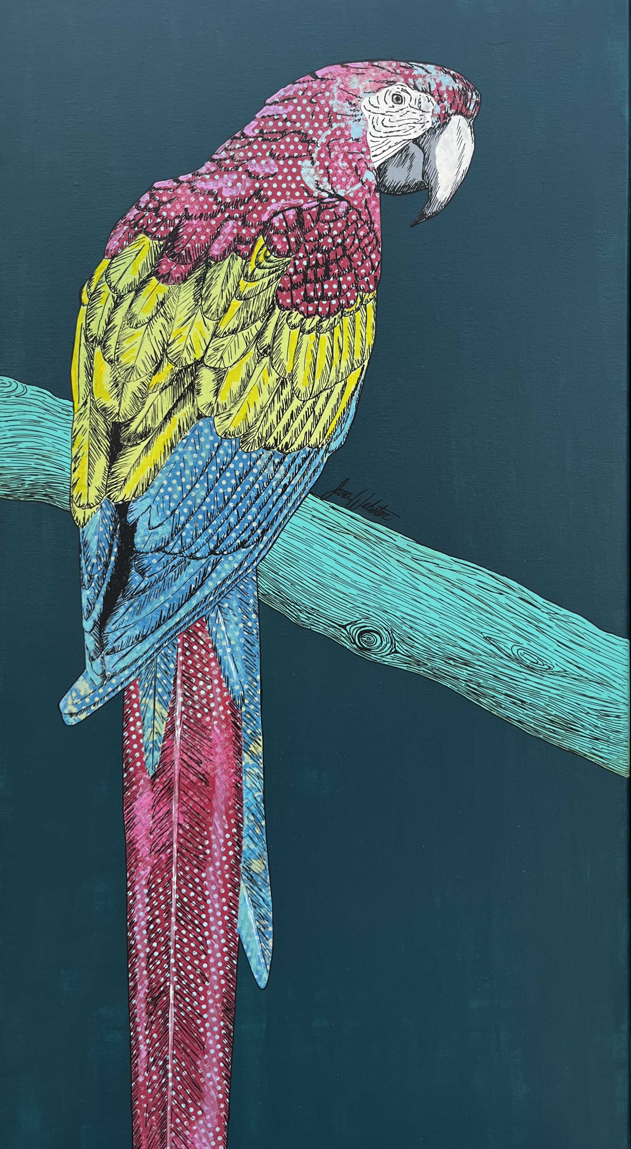 Macaw- Original