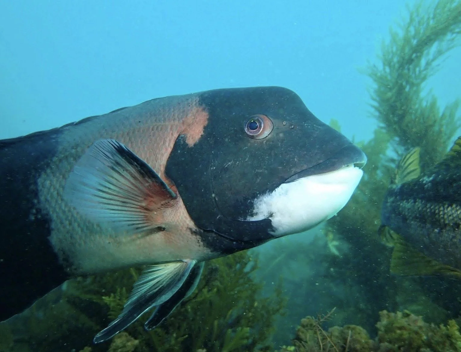 A CA sheephead fish with green aquatic plants in the background.