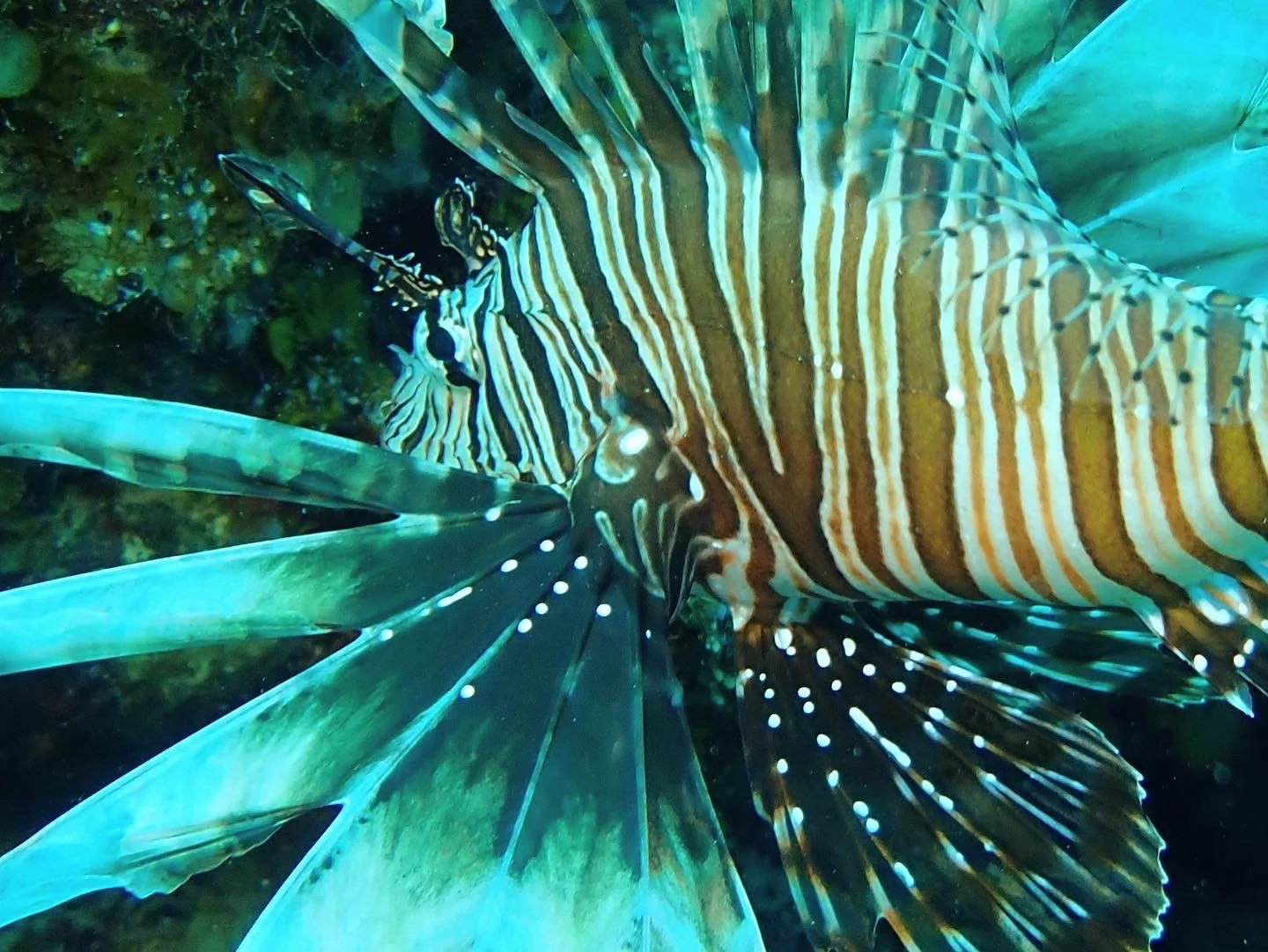 Close-up of a lionfish with striped orange, white, and black markings and long, flowing fins in the underwater.